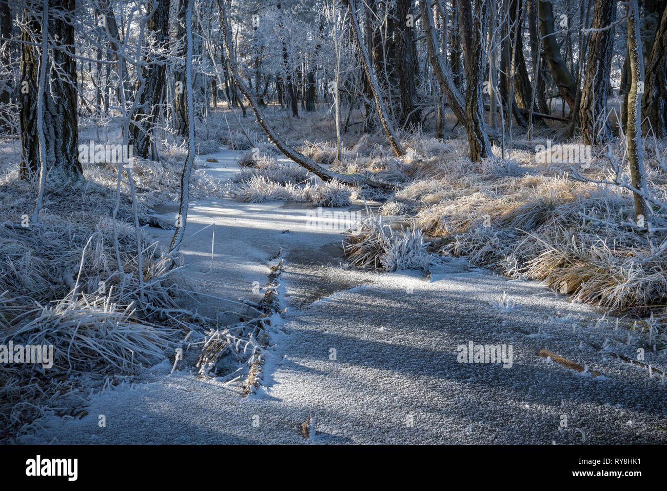 Bayard meseta (Col Bayard) con el congelamiento de los árboles en invierno. Champsaur, Hautes-Alpes, Alpes franceses, Francia Foto de stock