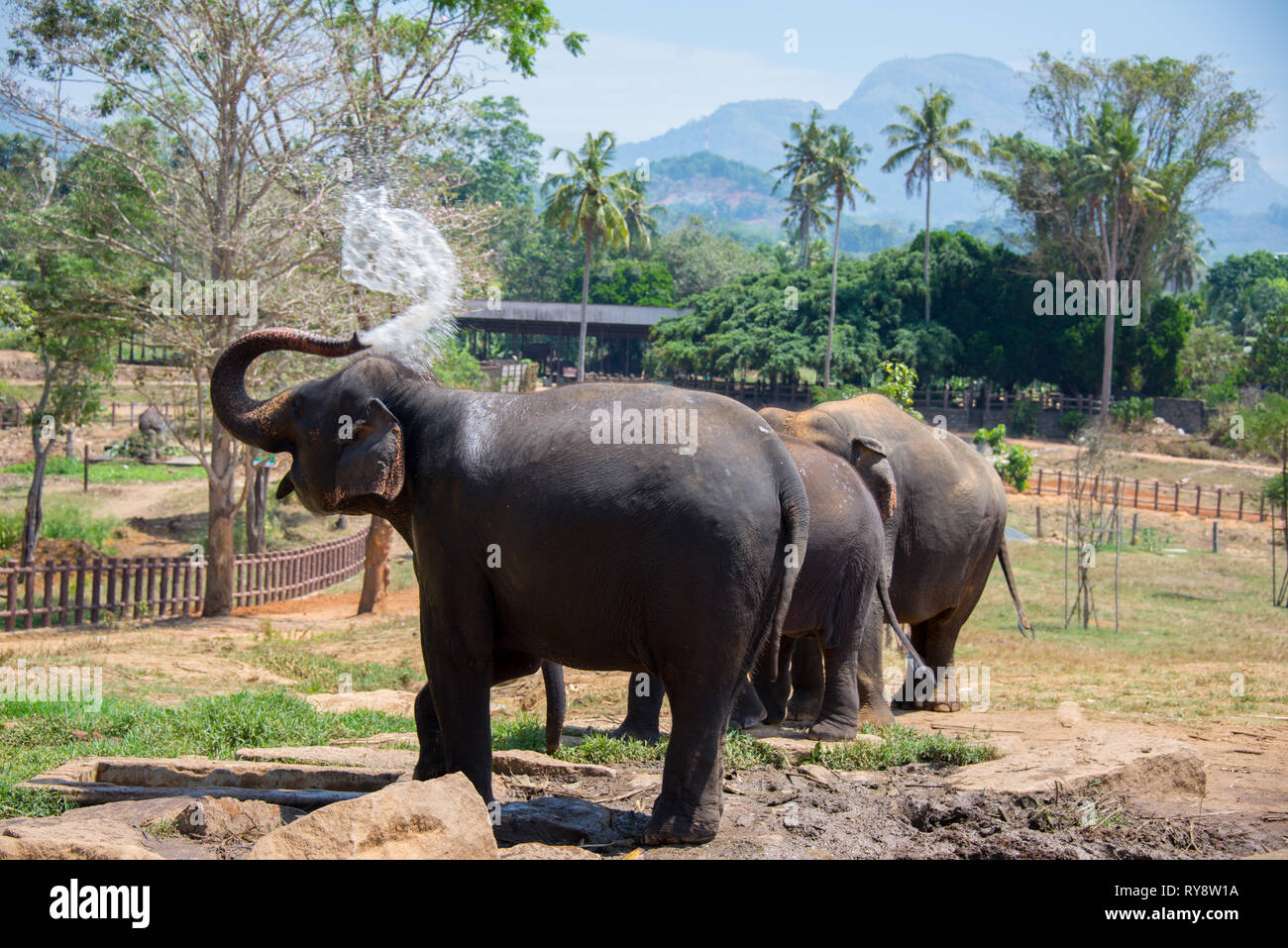 Orfanato de elefantes de sri lanka fotografías e imágenes de alta