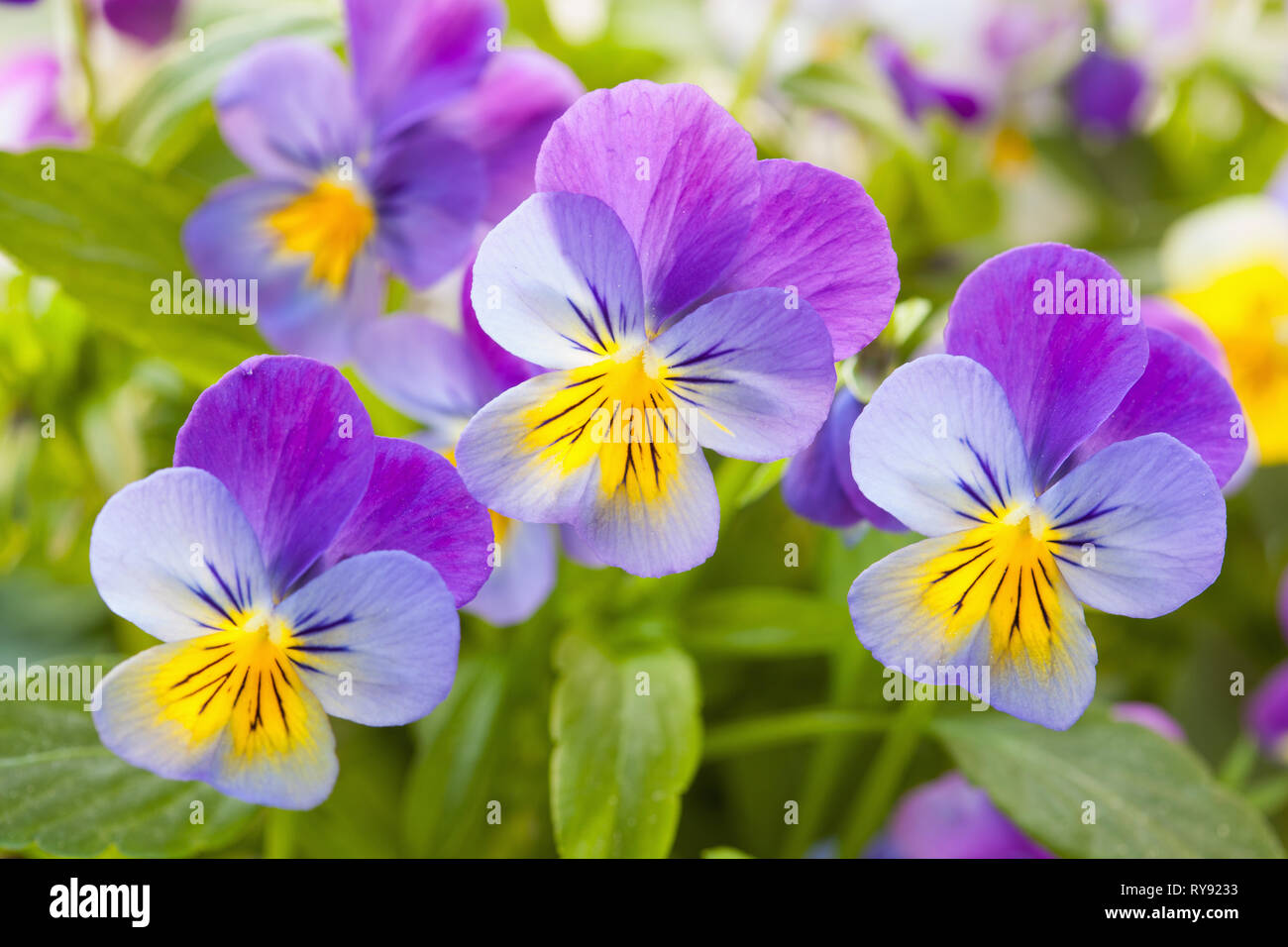 Hermosas flores de verano en el jardín pansy Foto de stock