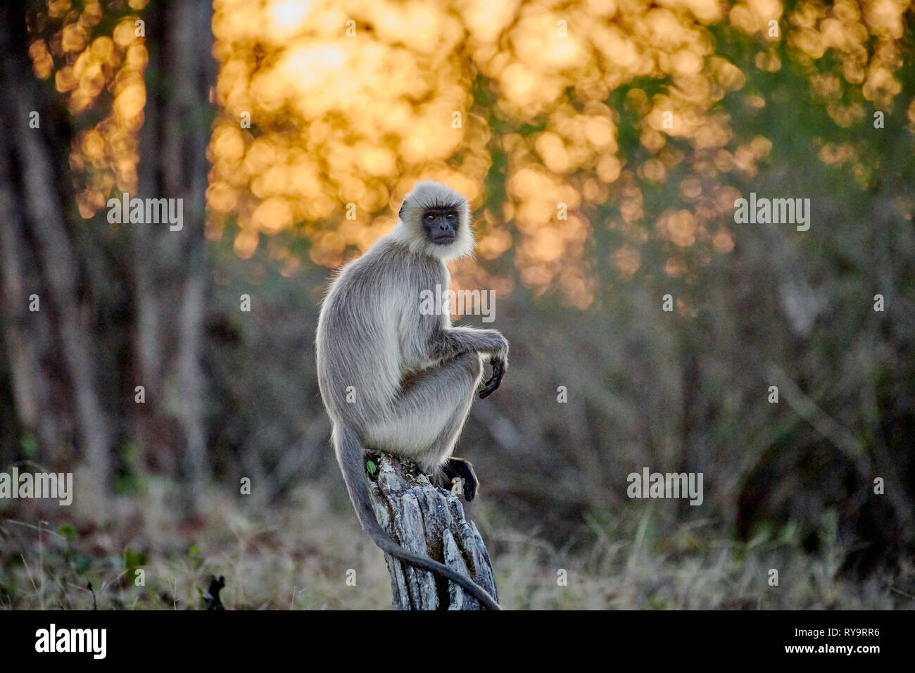 Tufted langur gris amanecer durind sentado en una rama, Príamo, Kabini Semnopithecus Nagarhole, reserva del tigre, Karnataka, India Foto de stock