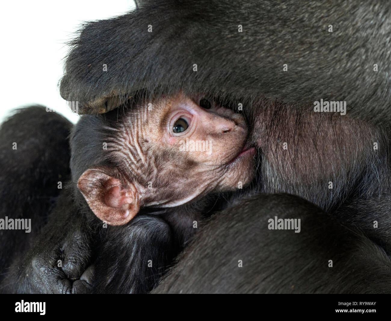 El macaco crestado de Célebes Macaca nigra, también conocido como el negro con cresta, macaco macaco crestado de Célebes, o el mono negro,con el bebé Foto de stock