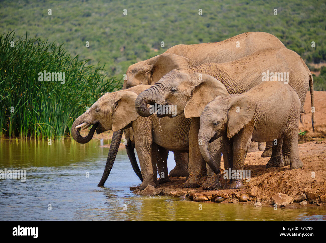 Familia de cinco elefantes africanos juguetonamente al orificio de agua potable. Diversas edades desde bebés hasta adultos grandes Foto de stock
