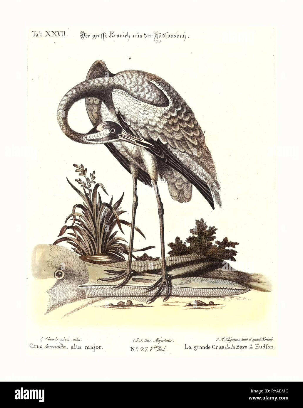 Johann Michael Seligmann después George Edwards (alemán, 1720 - 1762 ), Grus Americana, Alta mayor, Hand-Colored Aguafuerte sobre Papel establecido Foto de stock