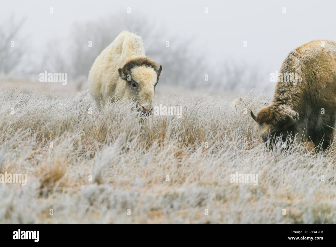 Un raro bisonte blanco con su oído en Lake Scott State Park de rozaduras en el pasto en el invierno de 2019 Foto de stock