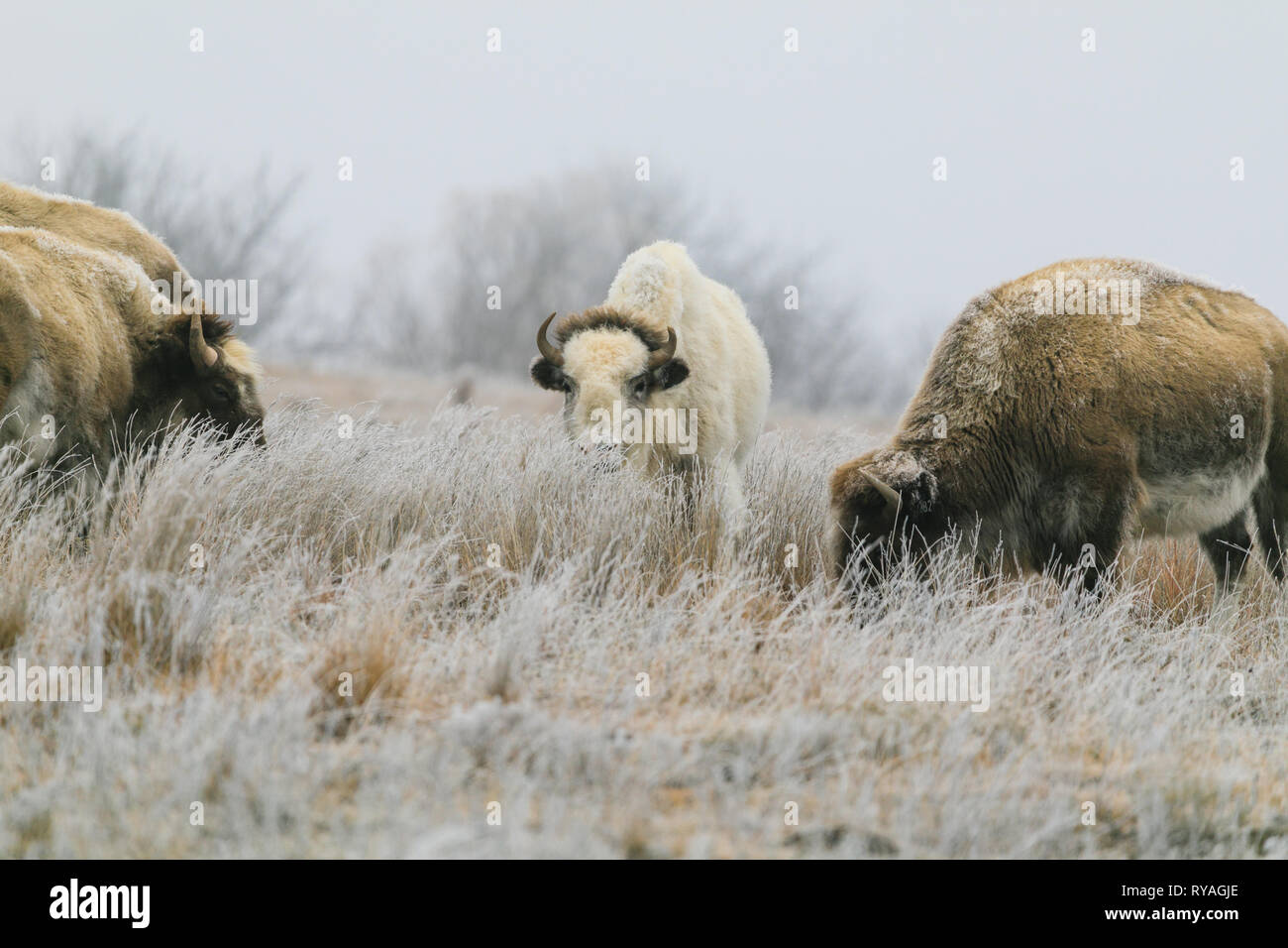 Un raro bisonte blanco con su oído en Lake Scott State Park de rozaduras en el pasto en el invierno de 2019 Foto de stock