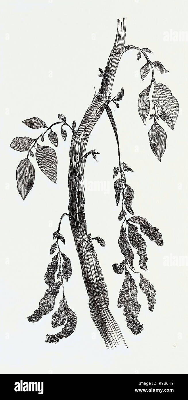 Enfermas de tallo de una planta de papa, de tamaño natural Foto de stock
