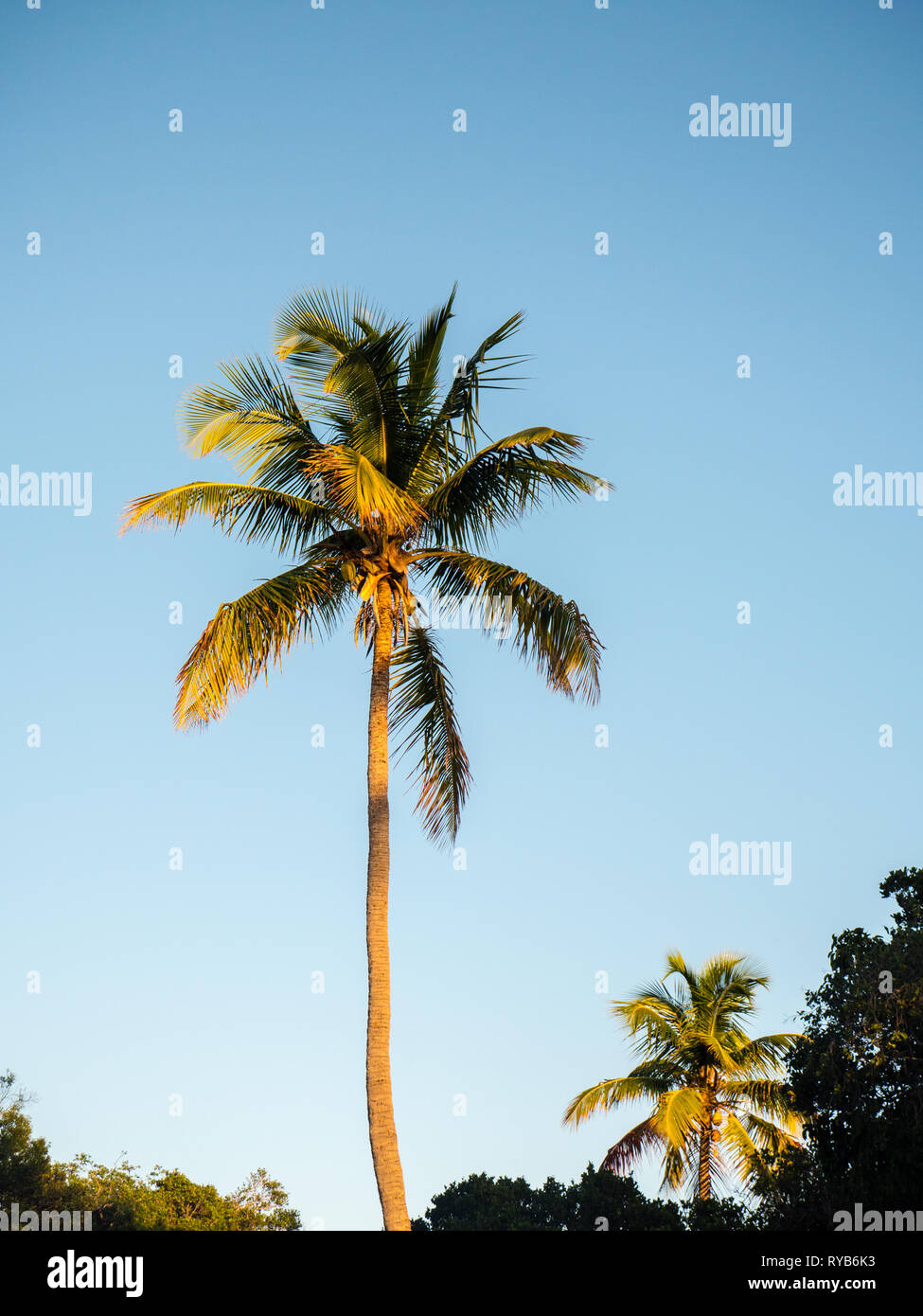 Luz del amanecer palmera tropical desplazamiento lento, Gobernadores Harbour Eluthera, Las Bahamas, El Caribe. Foto de stock