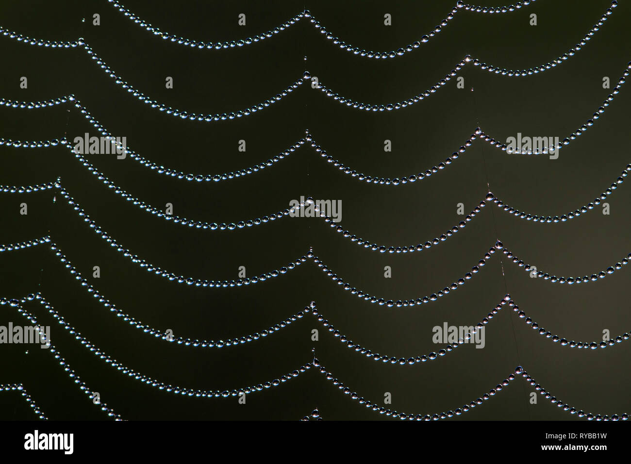 Close-up de dewdrops / gotas de rocío en tela de araña / spiderweb Foto de stock