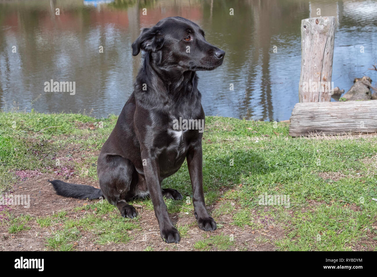 Un labrador negro retreiver sentada en la orilla de un estanque. Foto de stock