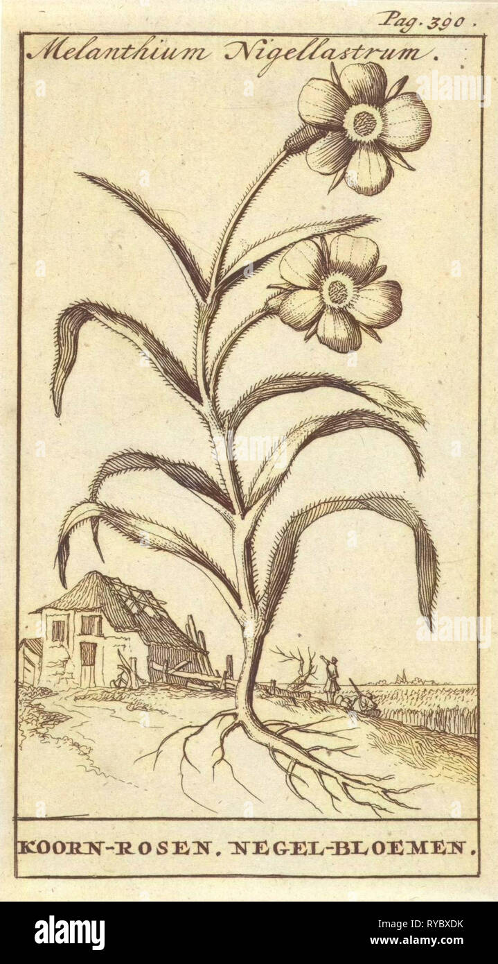 Flor, Caspar, Jan Luyken Claesz diez Hoorn, 1698 Foto de stock
