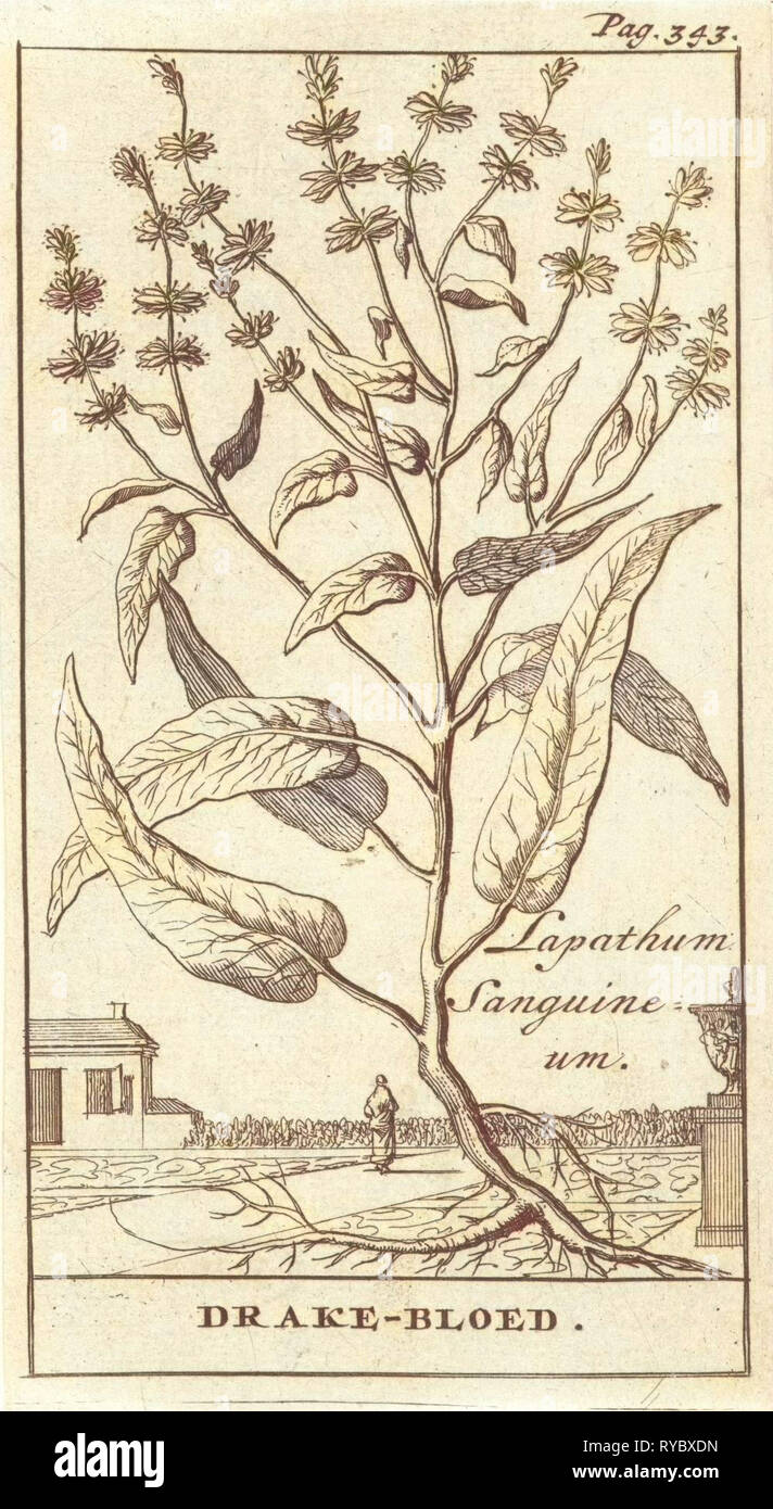 Planta, Caspar, Jan Luyken Claesz diez Hoorn, 1698 Foto de stock