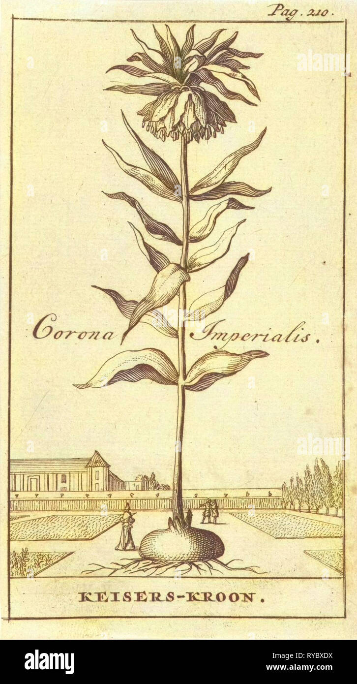 Corona imperial, Caspar, Jan Luyken Claesz diez Hoorn, 1698 Foto de stock