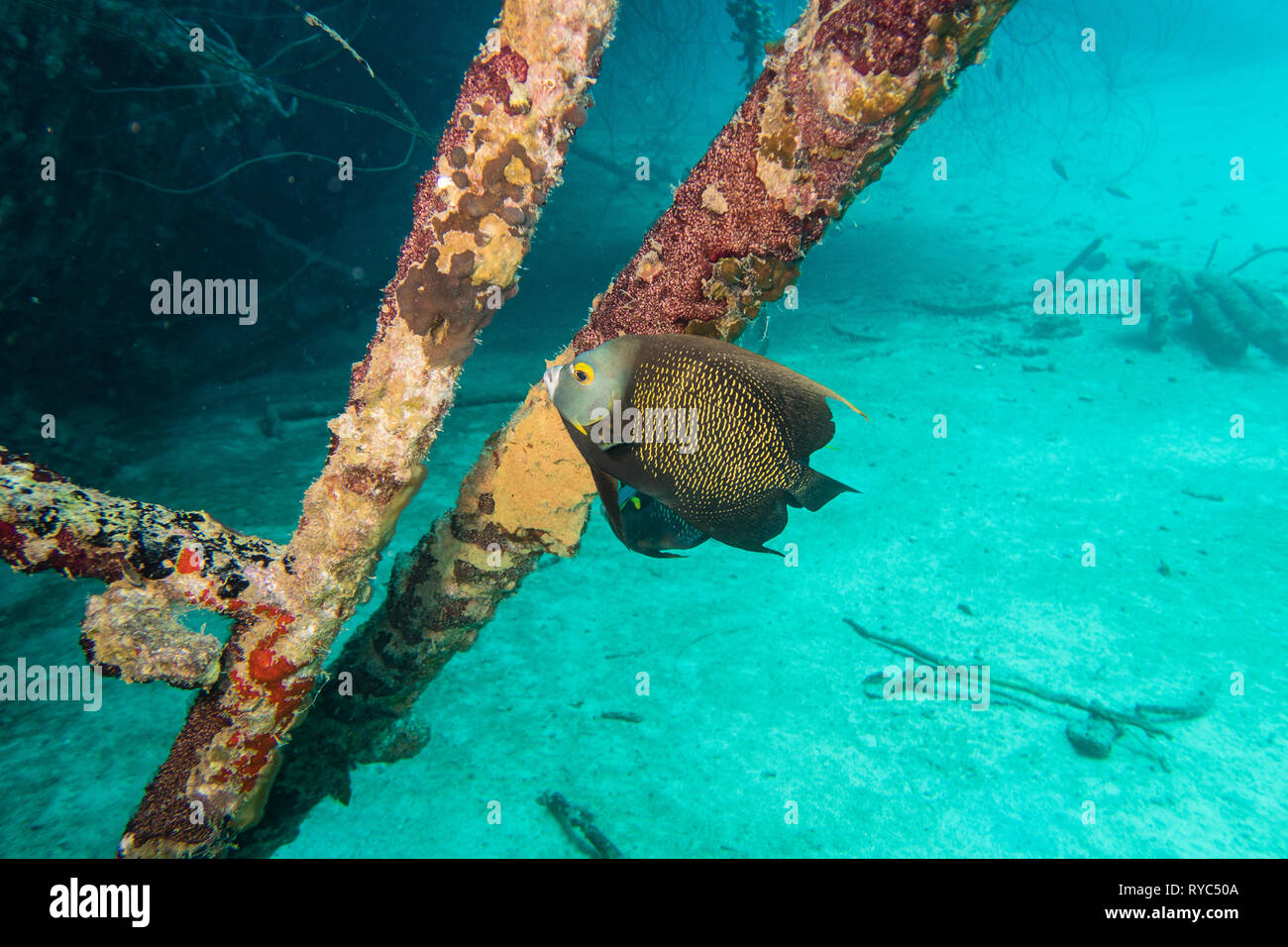 El pez ángel francés (pomacanthus paru) sobre la cubierta sobre el naufragio submarino Hilma Hooker hundida en el arrecife tropical de la isla de Bonaire Foto de stock
