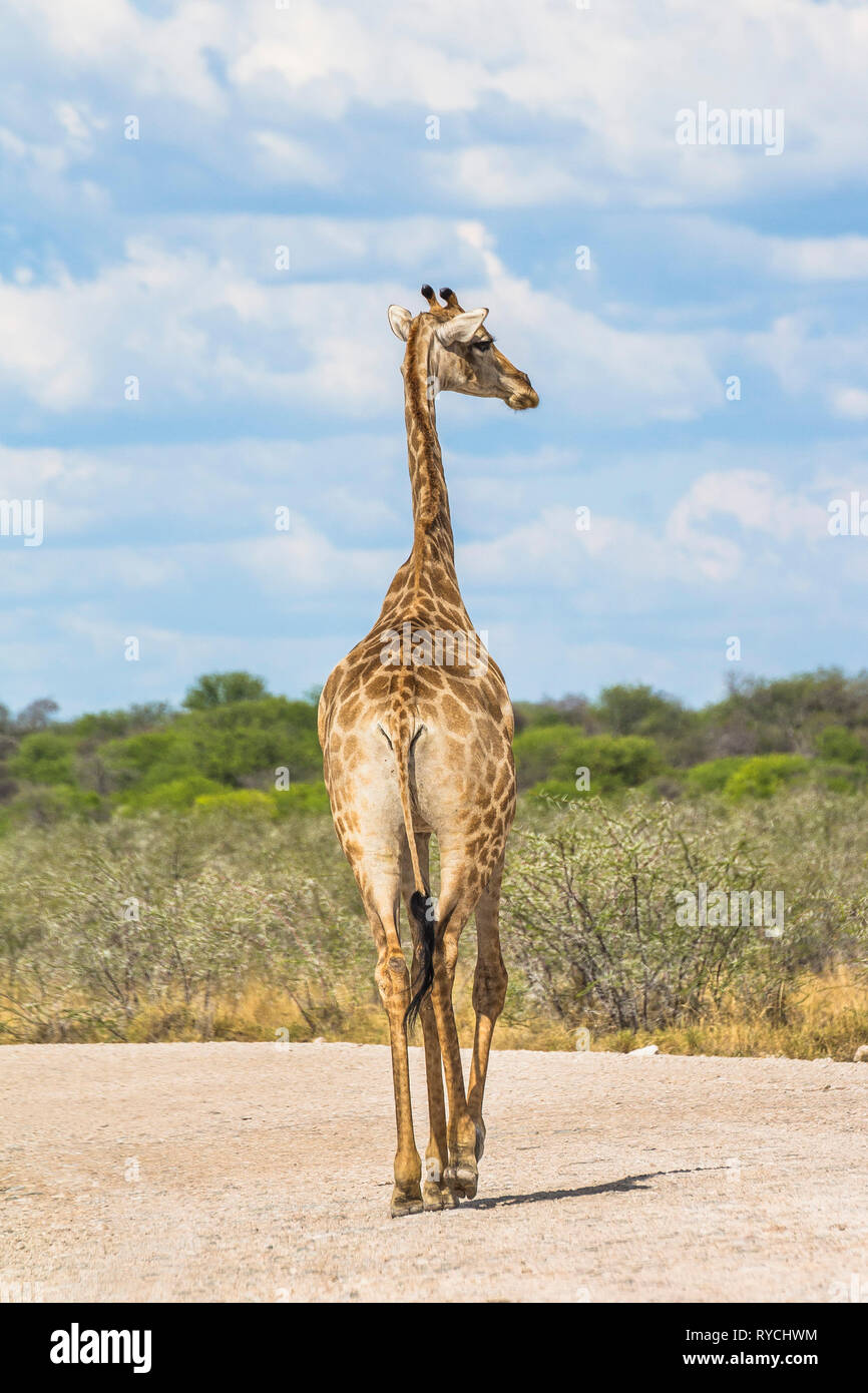 Jirafa en la carretera en el Parque Etosha, Namibia Foto de stock