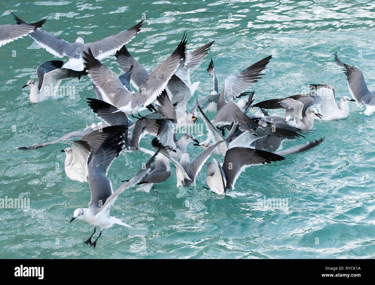 El grupo de las gaviotas luchan por la comida que fue abandonado por los turistas (Nassau, Bahamas). Foto de stock