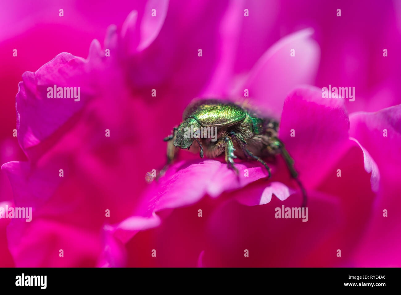 Verde Escarabajo plagas Cetoniinae aurata entre pétalos rosados de una peonía cerrar Foto de stock