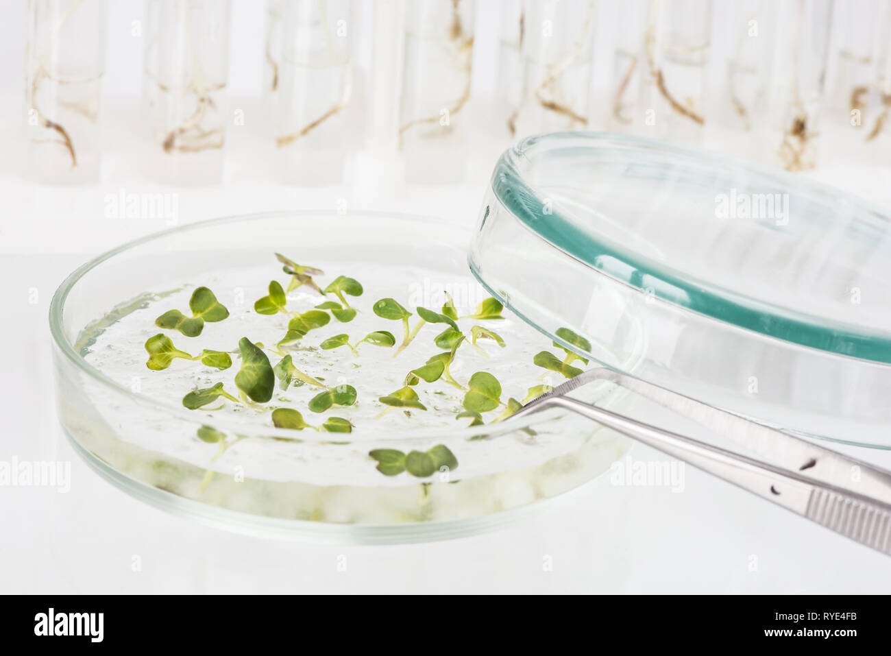 Material biológico de organismos modificados genéticamente en una placa de Petri sobre un fondo de luz closeup Foto de stock