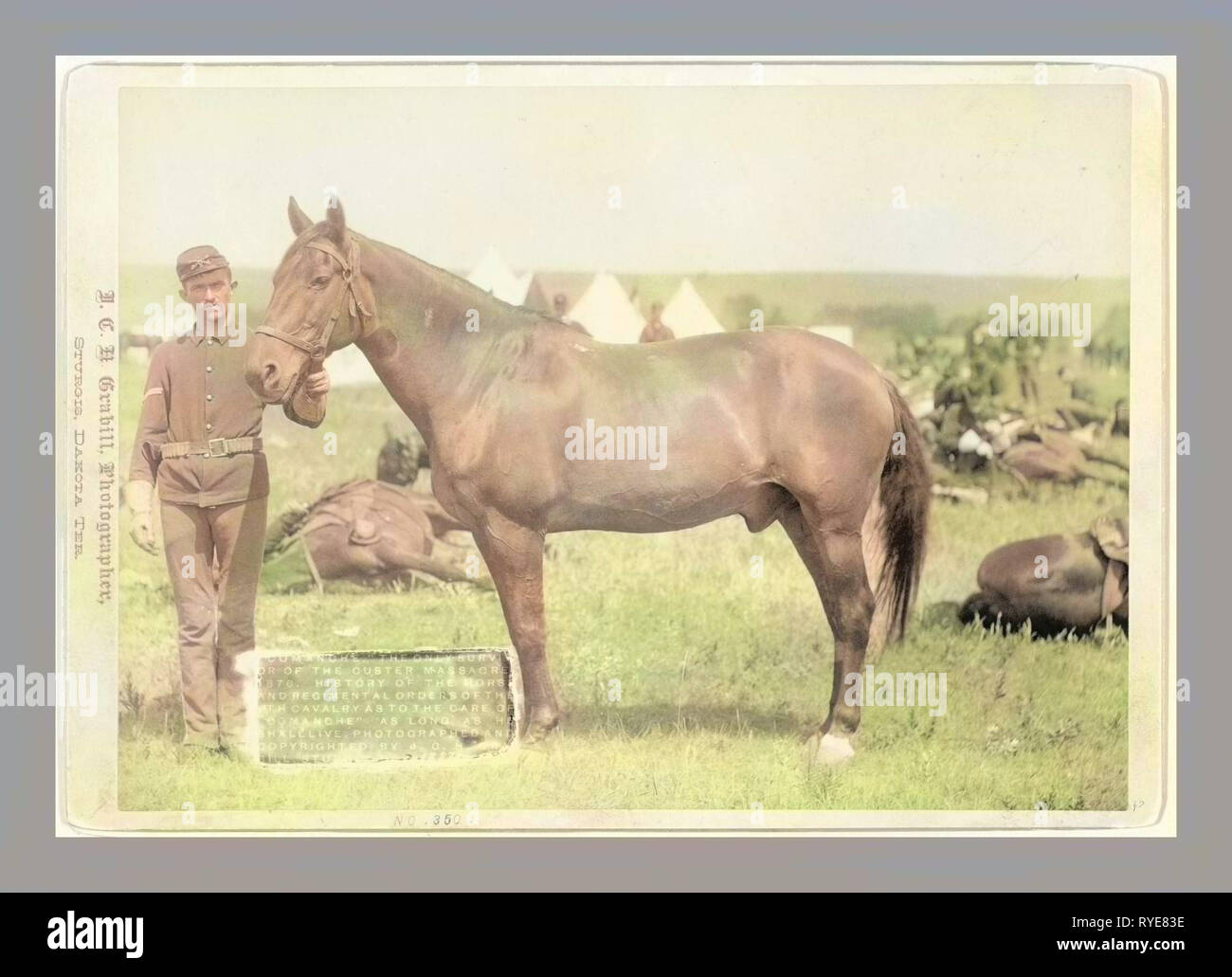 Comanche, el único sobreviviente de la masacre, Custer 1 Historia del caballo y el Regimiento Órdenes del [7]ª Caballería como para el cuidado de Comanche Mientras Vivirá Foto de stock