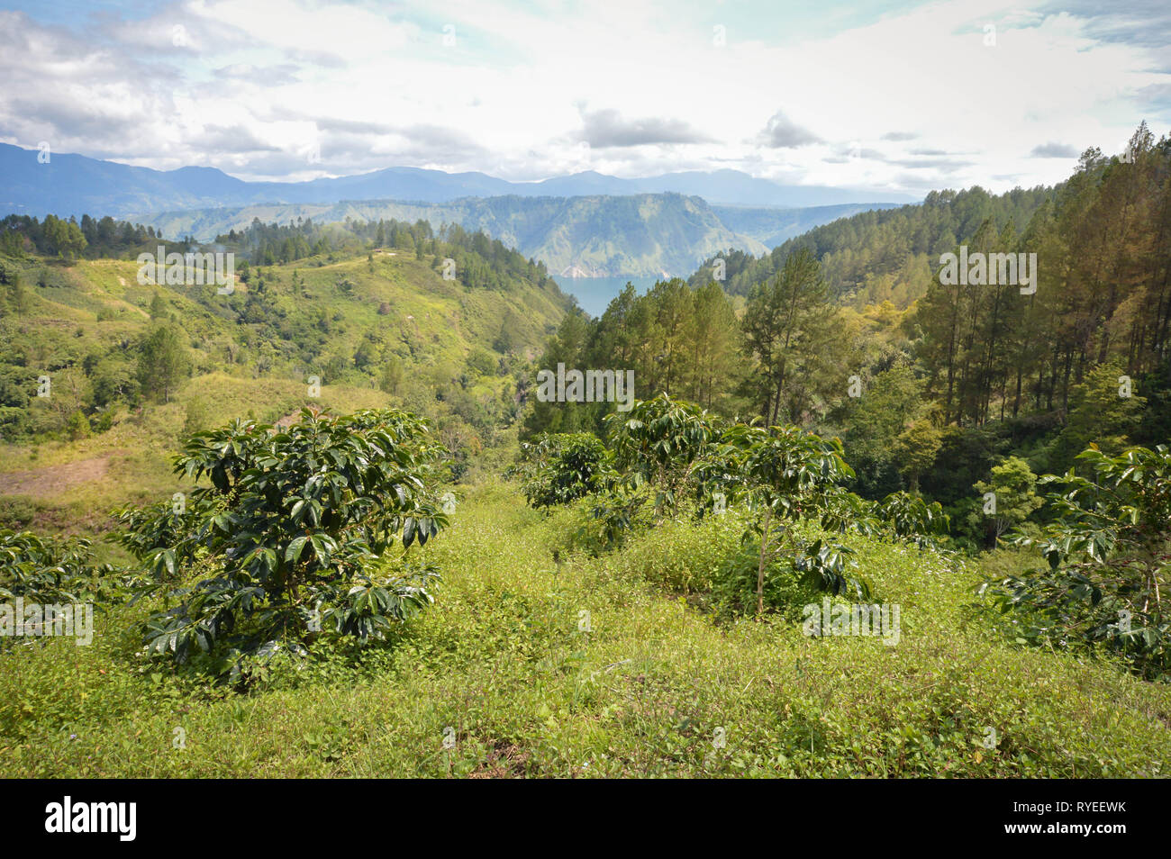 Hermosos paisajes panorámicos del lago Toba y plantaciones de café en el norte de Sumatra, Indonesia Foto de stock