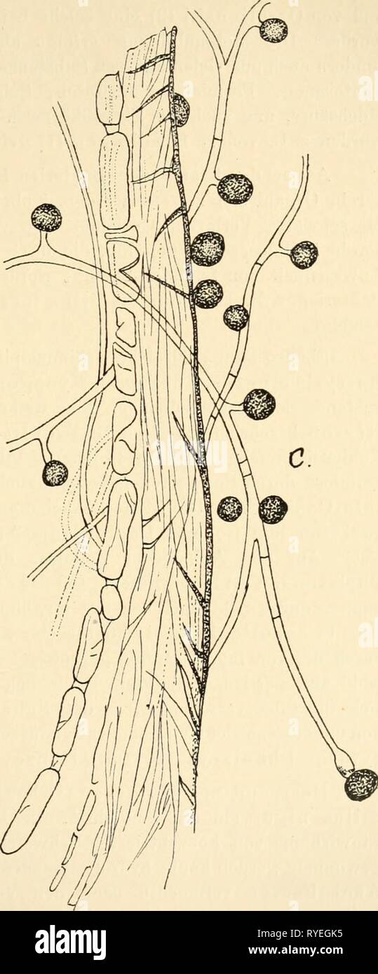 En die Einfhrung Agrikulturmykolgie einfhrungindieag00koss Año: 1912 c^> 4?' y / u0> < ^? 0 ft ^^t? Fig. 2. Un Faser von Filterpapier denitrifizierenden Bakterien mit en Schleim gehüllt; 6 Bacillus ferrugineus; c Zersetzung einer Faser von Filterpapier durch Mycogone pnccinoides. Vergr. Un und c: 550: 6 1500. Nach C. van Iterson jr. Foto de stock