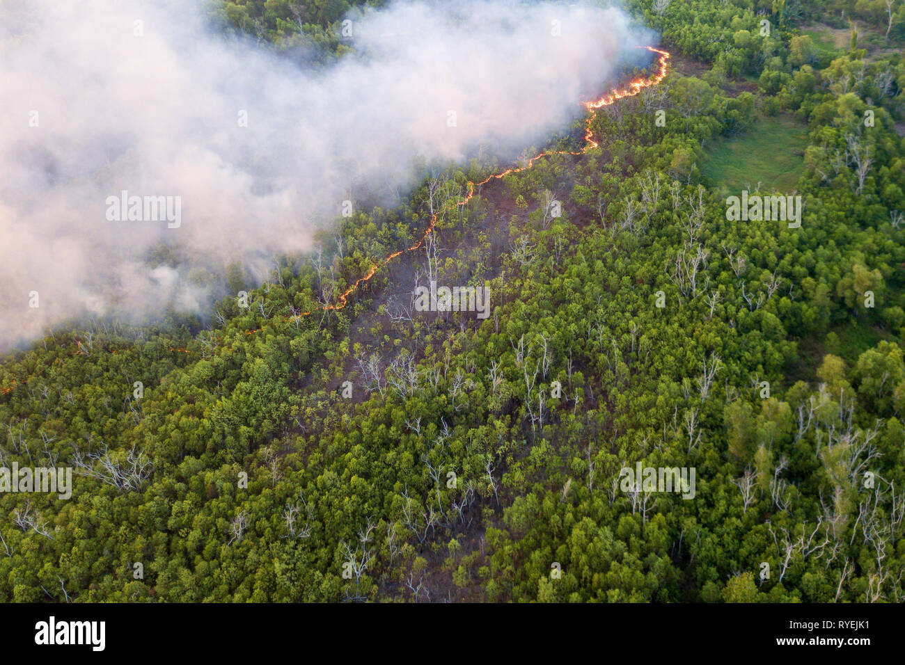 Línea de incendios de turberas en la selva de Borneo, Sabah Malasia Foto de stock
