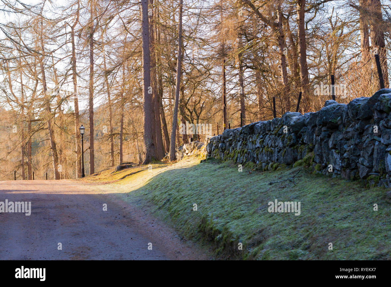 Sendero, bosques, Crathie Kirk, Scotland, Reino Unido Foto de stock