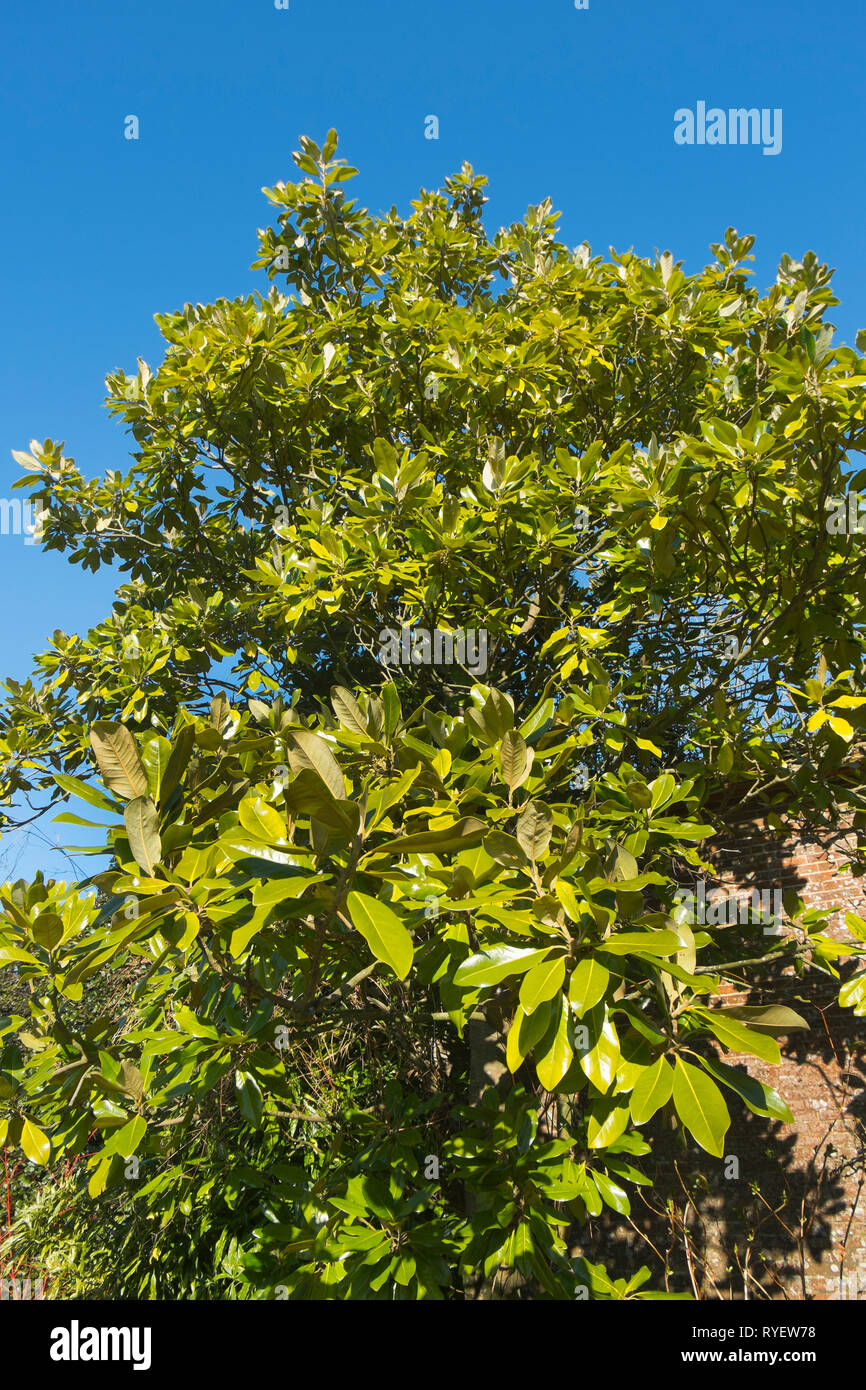 Magnolia grandiflora en el jardín azul en gran Dixter en Northiam, East Sussex, Inglaterra, Reino Unido. Foto de stock