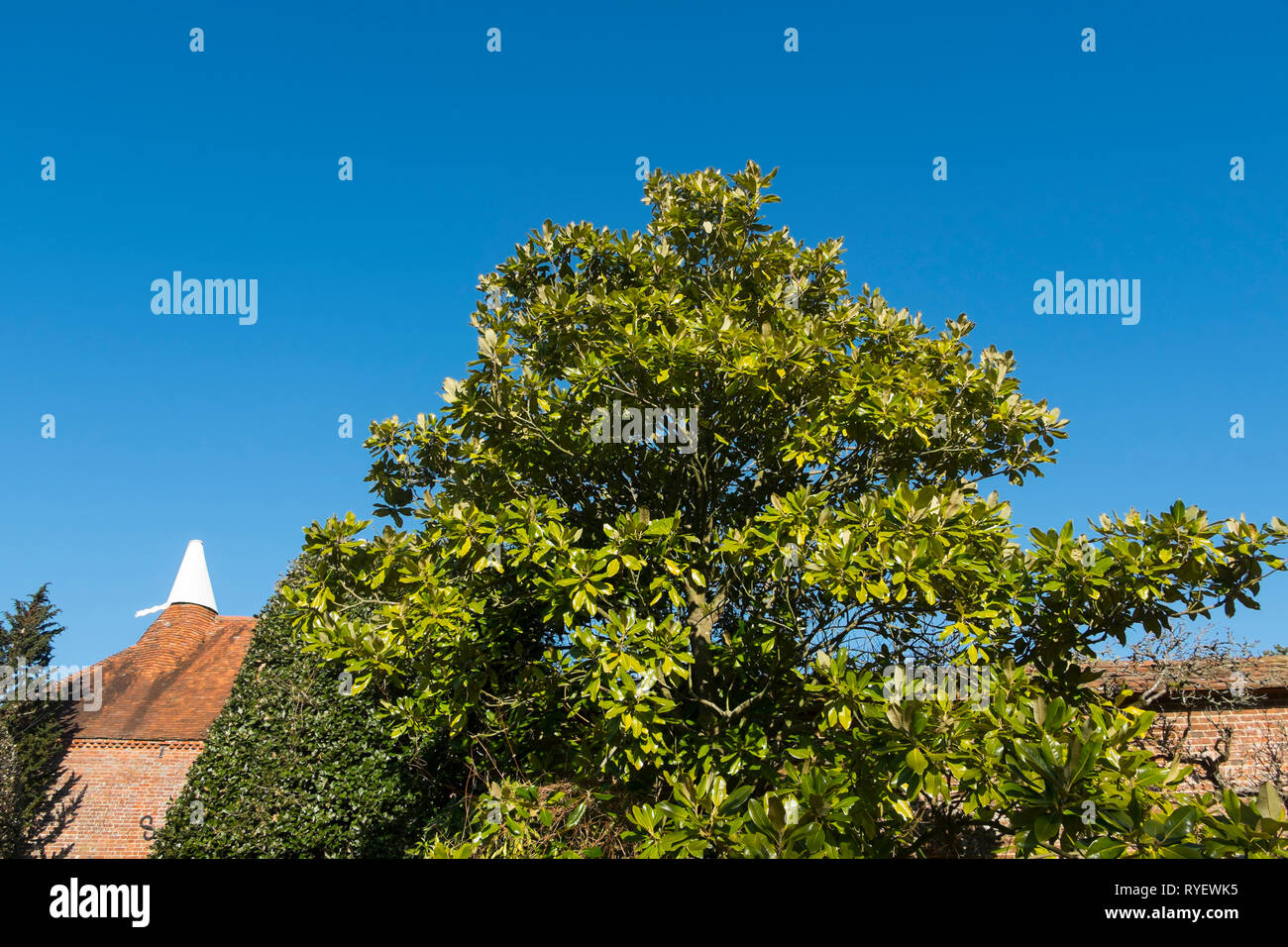 El Oast House y Magnolia grandiflora en gran Dixter en Northiam, East Sussex, Inglaterra, Reino Unido. Foto de stock