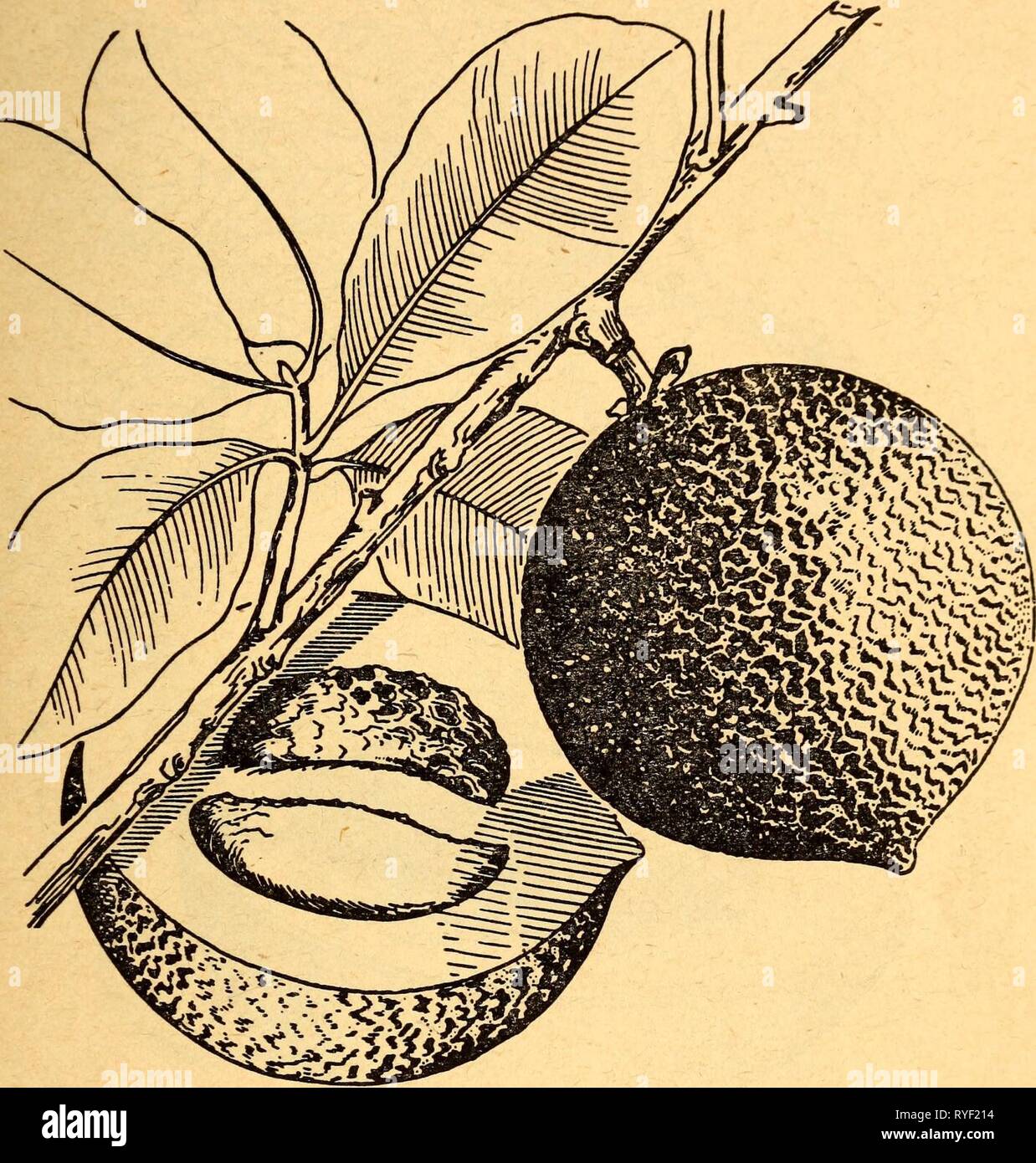 Plantas Venenosas Y Comestibles De La Region Del Caribe Ediblepoisonousp00dahl Ano 1944 15 6 Mamey Mammea Americana El Fruto Del Arbol De Mamey Puede Ser Comido Crudo O Cocinado La Mayoria De