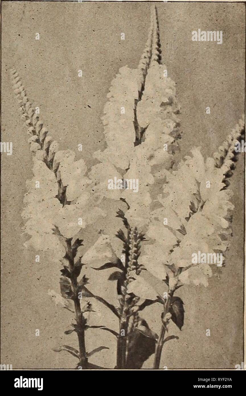 Lista de precios al por mayor del Dreer : lámparas plantas floristerías floristerías semillas de flores floristerías floristerías' requisitos dreerswholesalep1920henr Año: 1920 sinensis. (Blackberry Pardanthus Lily). Por doz. Por 100 $ 1 50 $10 00 PAPAVER NUDICAULE (Islandia) Amapolas Liatris (deslumbrante estrella, o Kansas Pluma Gay) por doz. 50 Scariosa Pycnostachya 1 50 (Lychnis Ragged Robin). Chalcedonlca. Macetas de 3 pulgadas 1 50 Alba. Macetas de 3 pulgadas 1 50 Haageana. Macetas de 3 pulgadas 1 50 1 75 Lysimachia Vlscarla Spiendens (luchas sueltas). Clllata. 1 50 1 50 1 Nummularla Portunel 60 punctata. 1 60 Lythrum (Rose luchas sueltas). Roseum Foto de stock