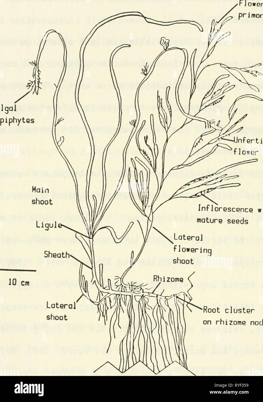 En Eelgrass Buzzards Bay : distributation, producción y cambios históricos en abundancia eelgrassinbuzzar00costo Año: 1988 primordio epífitas algas ntlorescence Infertilized flor con semillas maduras clúster raíz en el rizoma nodo Figura 1. Morfología General de Zostera marina. Hojas Eelgrass están enlazados juntos en una vaina conectado a un rizoma subterráneo con racimos de raíces en cada nodo de rizoma. Laterales vegetativas reproductoras o los turiones pueden originarse dentro de la vaina del tallo principal. La inflorescencia en el lateral Disparar reproductiva contiene ambas flores masculinas y femeninas. Foto de stock