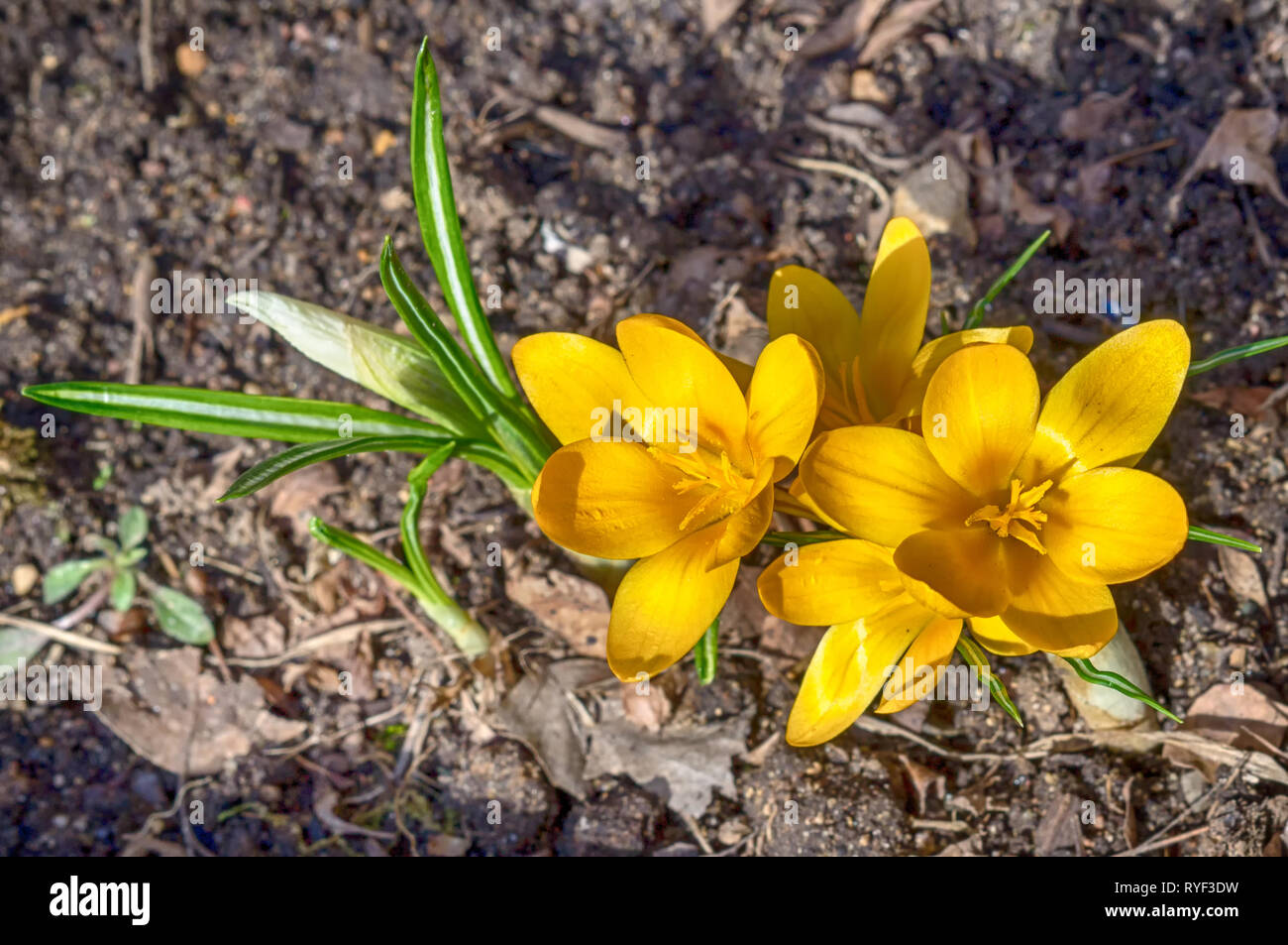 Crocus amarillo crecen a través del año pasado deja Foto de stock