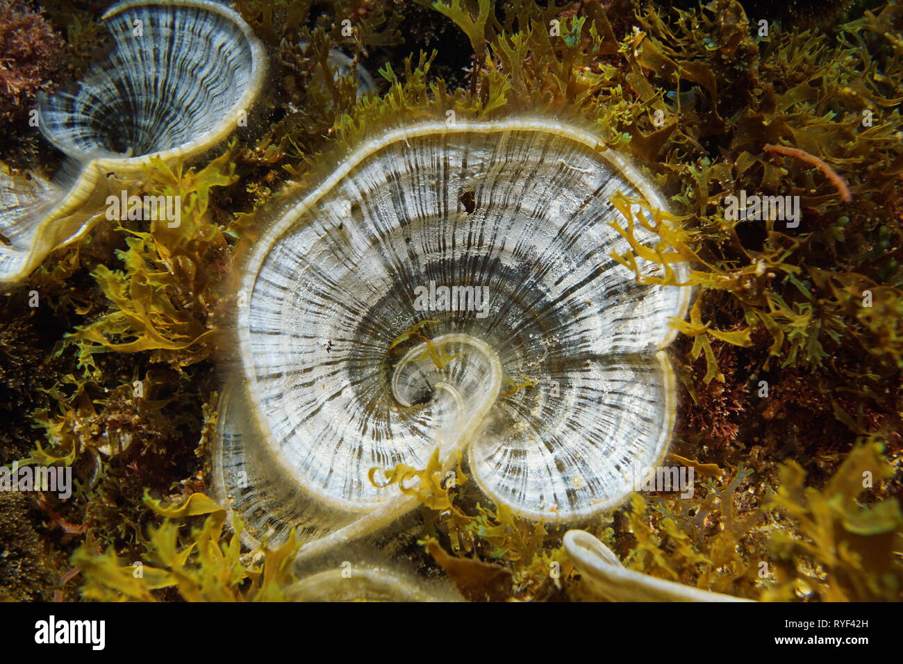 La cola del pavo real alga marrón Padina pavonica bajo el agua, en el mar Mediterráneo, España Foto de stock