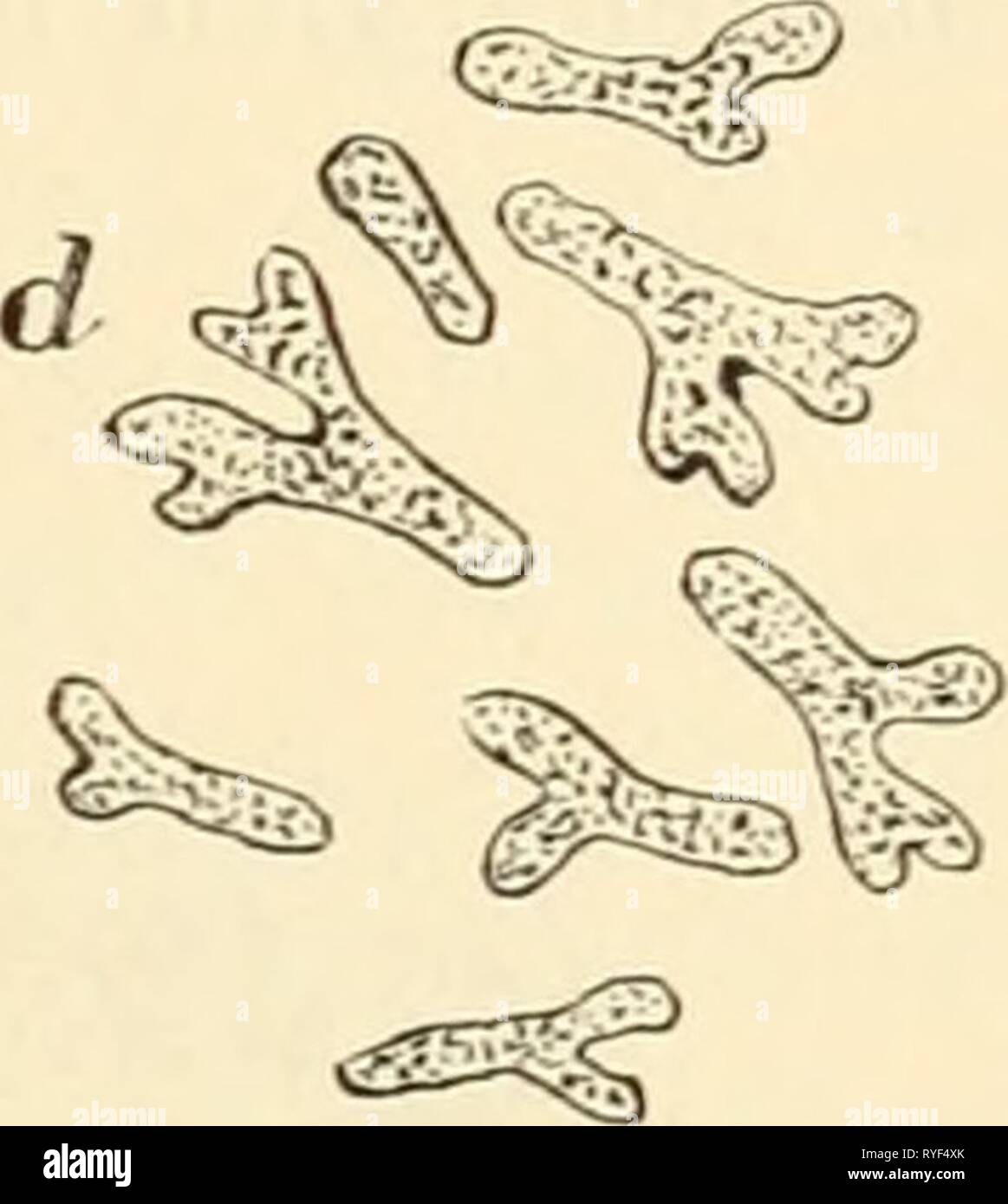 En die Einfhrung Agrikulturmykolgie einfhrungindieag00koss Año: 1912 Fig. 10. Un Knöllchenbakterien von Vicia sativa; 6-d en Bakteroiden Stäbchen Umwandlung der. Nach M. W. Beijerinck. Foto de stock
