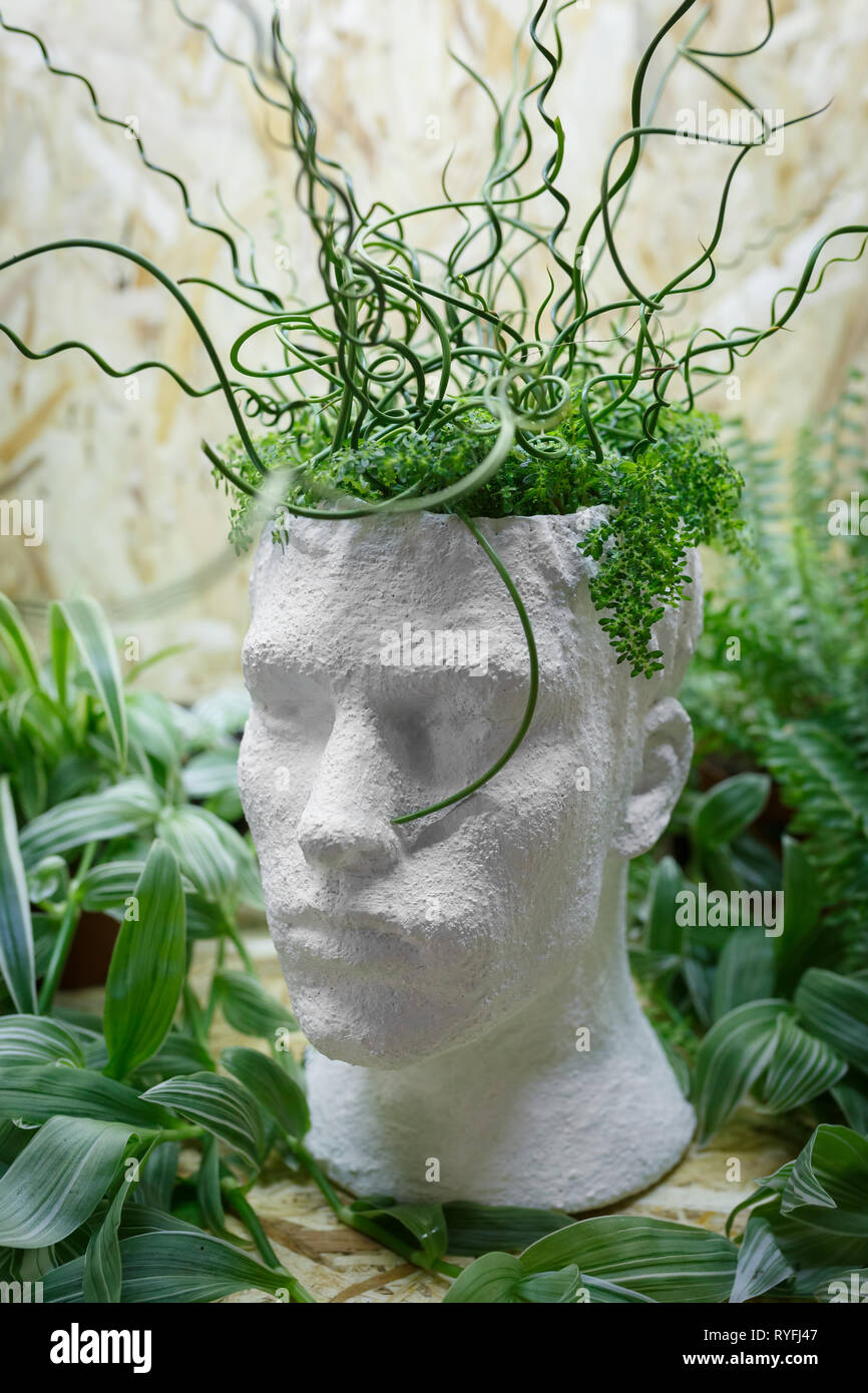 Curly flores crecen desde un bote de yeso para interiores, flores con forma  de cabeza de hombre Fotografía de stock - Alamy