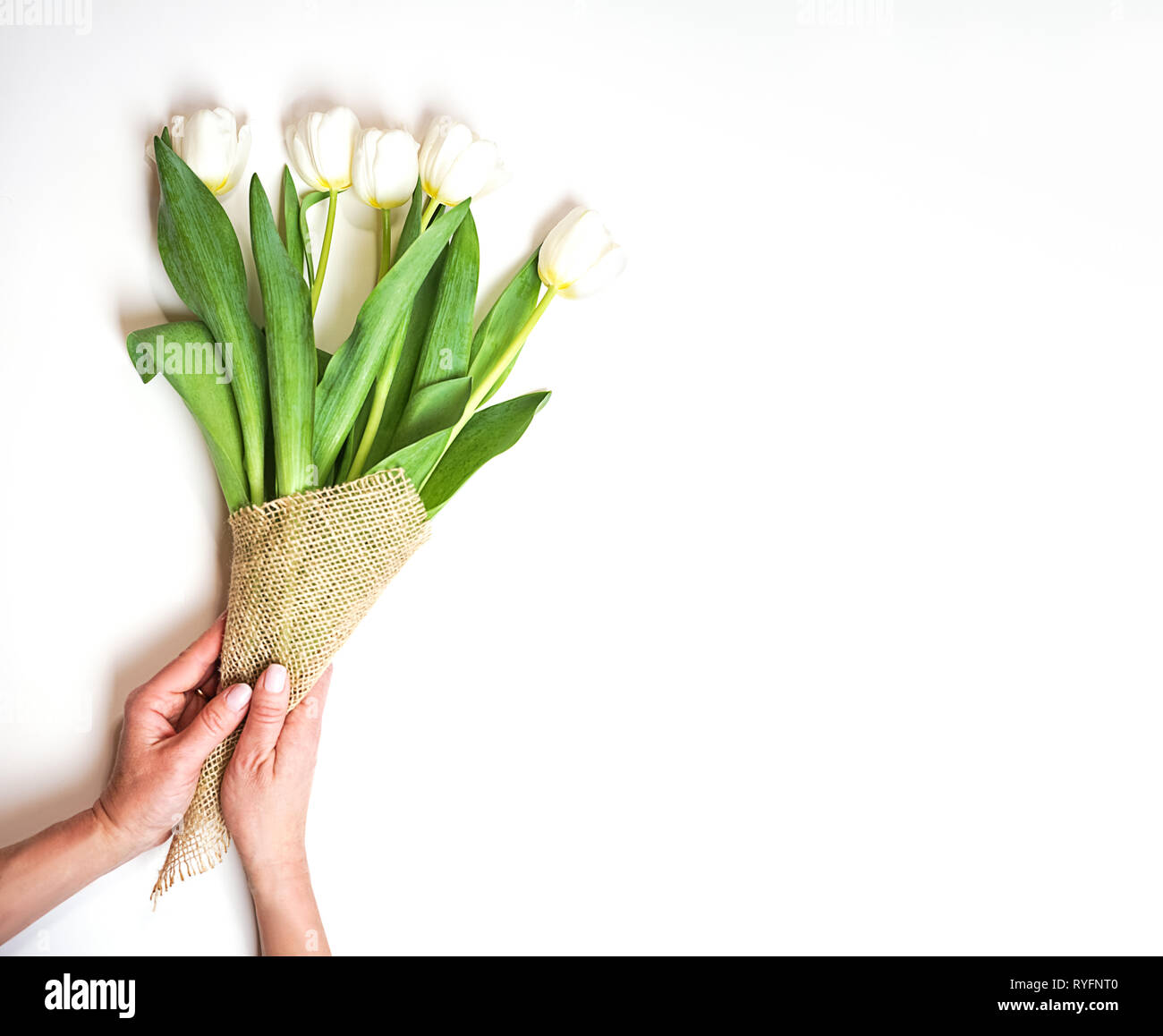 Ramo de tulipanes blancos en una mano femenina sobre un fondo blanco.  Concepto de regalo para el día de San Valentín, cumpleaños, el 8 de marzo.  Vista superior de la lay, planas,