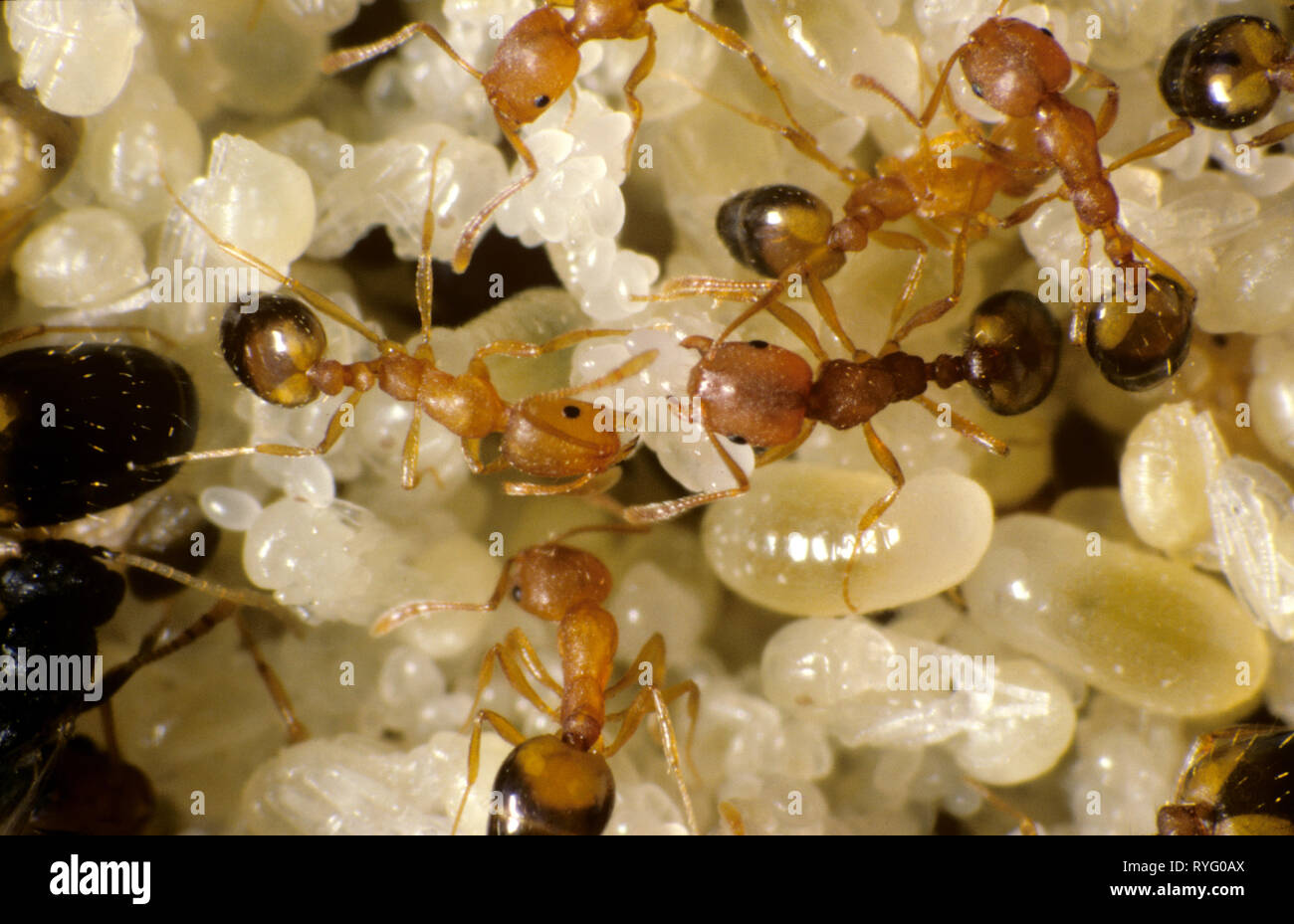 Las hormigas faraón (Monomorium pharaonis) Trabajadores con huevos, larvas y pupas Foto de stock
