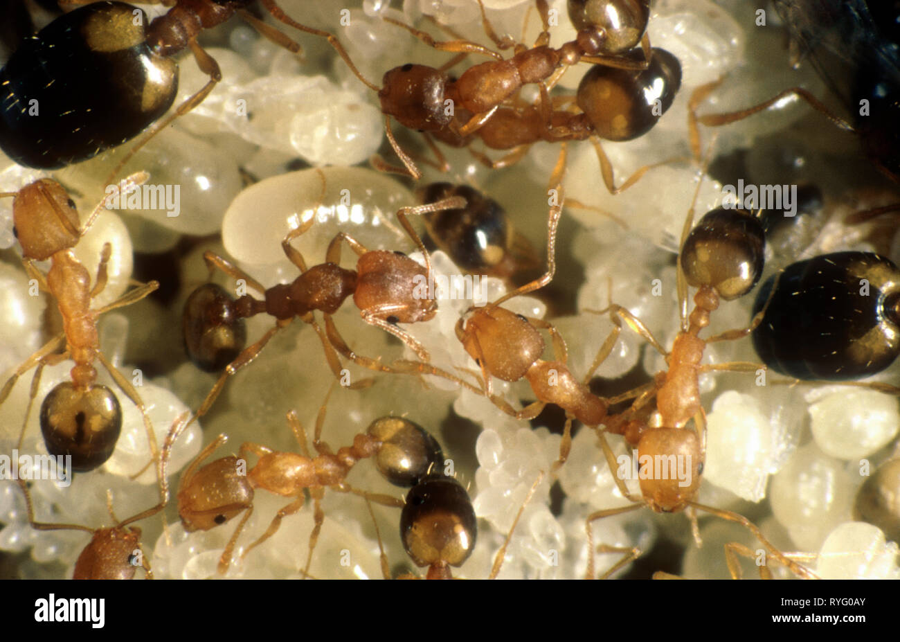 Las hormigas faraón (Monomorium pharaonis) Trabajadores con huevos, larvas y pupas Foto de stock