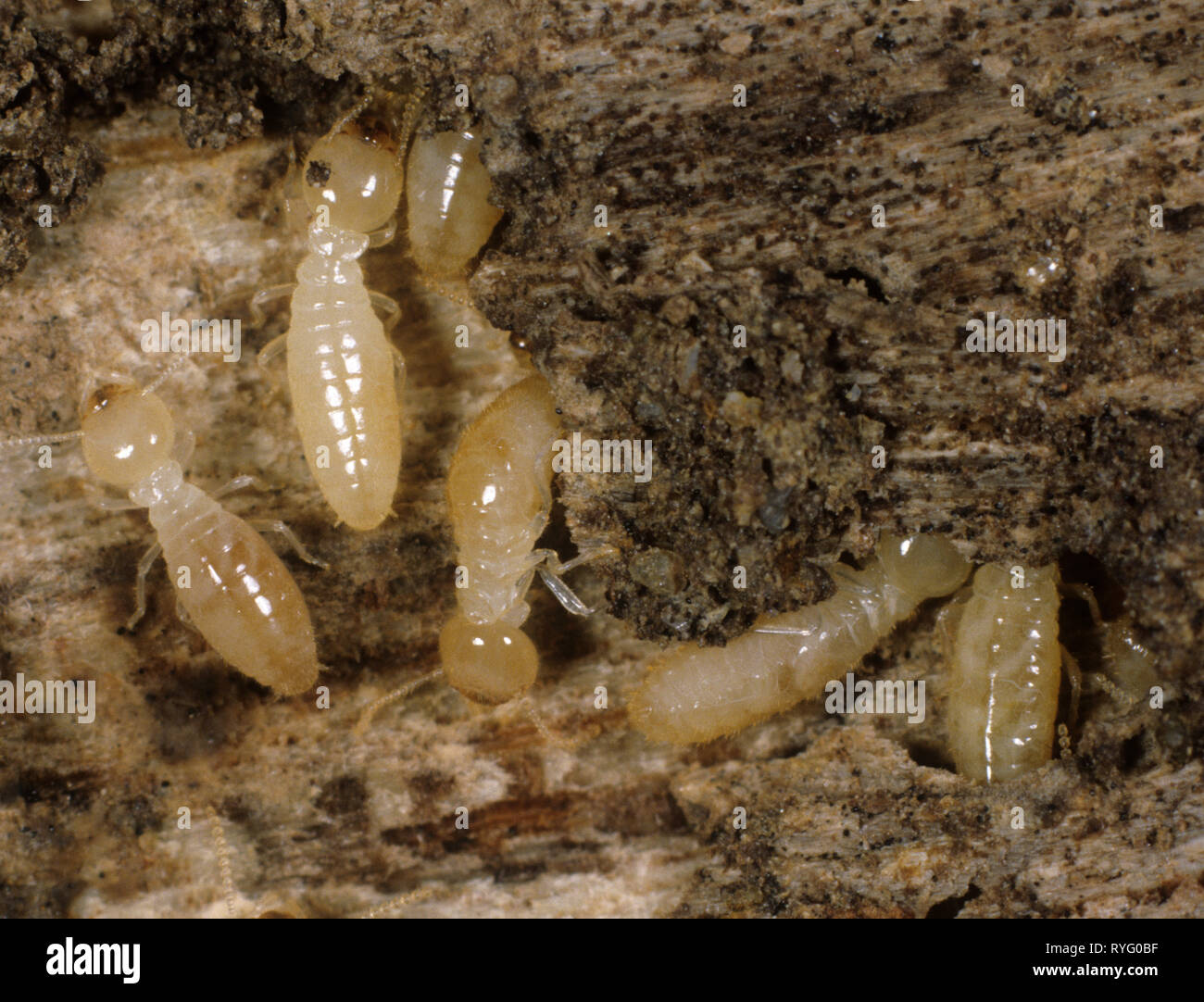 Las termitas trabajadoras (Reticulitermes sp.) sobre troncos dañados con desechos y frass Foto de stock