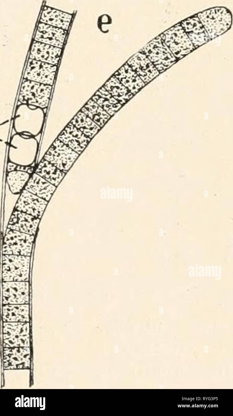 Chroococcus Fotos E Imagenes De Stock Alamy