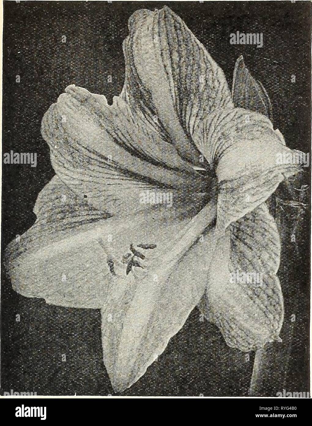 Bulbos de amarilis gigantes fotografías e imágenes de alta resolución -  Alamy