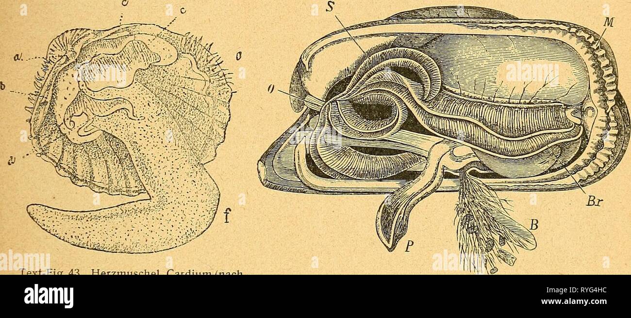 Einführung in die europäische Meeresmolluskenfauna an der mano ihrer Hauptrepräsentanten einfhrungindieeu00bchn Año: 1913 37 die Größte weitaus Zahlé der oberen Schalen Muscheln besitzt am- rand Unter den Ligamenten sogenannte Schloßzähne; es gibt aber auch solche, bei denen diese, sowie die Ligamente fehlen, die dafür aber eigenartige Kalkplatten besitzen, welche dem Rande der oberen beiden Schalenklappen beispielsweise aufliegen, Wie die zu besprechenden später noch eingehender Bohrmuscheln (Pholadiden), welche die Fähigkeit des Anbohrens und Aushöhlens von holz und Gestein erworben haben. Foto de stock