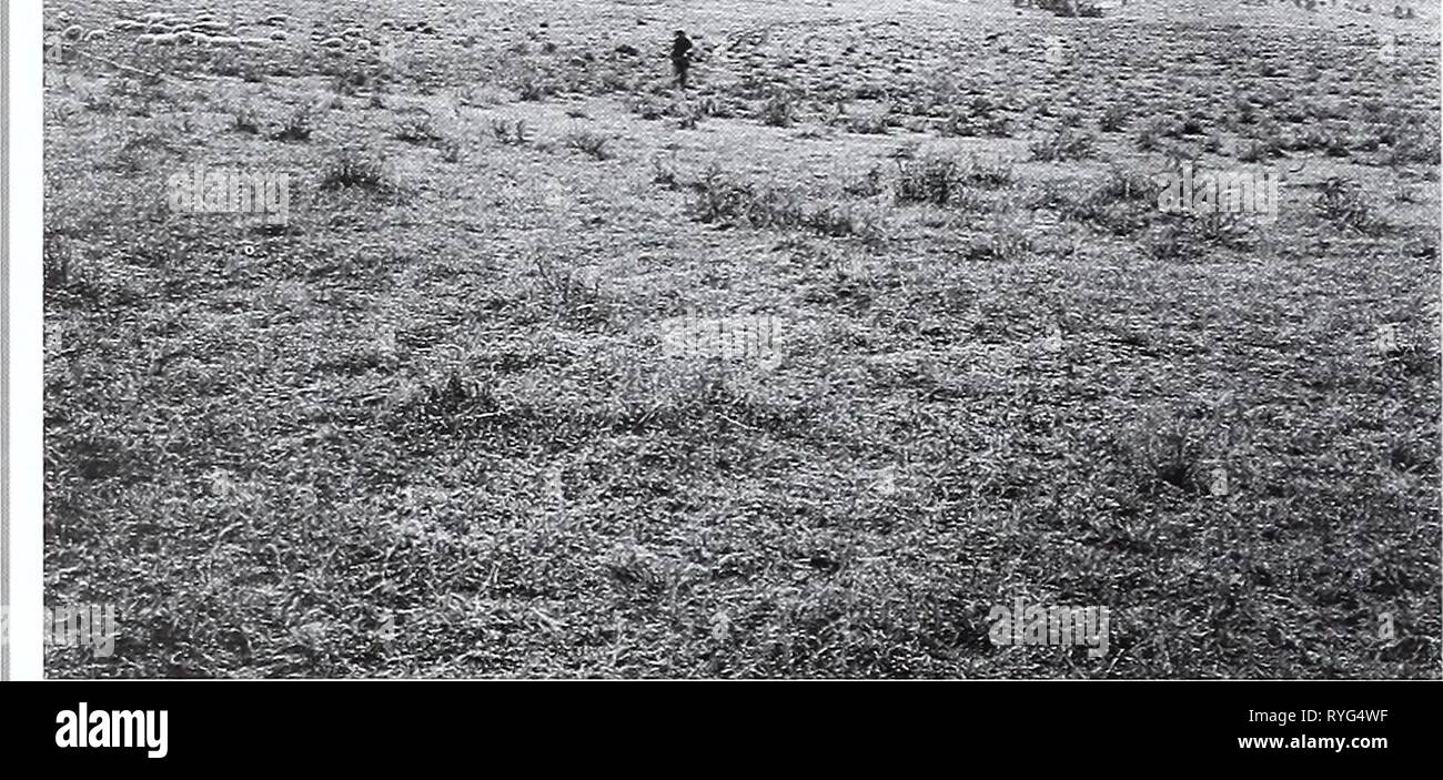 80 años de cambios en la vegetación y el paisaje en el norte de las Grandes Planicies : un registro fotográfico eightyyearsofveg45klem Año: 2001 Fotografía Original el 19 de octubre de 1909. Re- produce la diapositiva en blanco y negro; Shantz W-6- 1909 desaparecidos. Orientada al oeste. ^ Primera retomar y Descripción El 12 de agosto. 1960. W.S.P.. N° 2390. La vegetación es principalmente de Bouteloua gracilis y Bouteloua hirsuta. Carex Jilifolia asciende a casi la mitad de la cubierta de tierra en muchos lugares. Stipa comata y Artemi- sia Jilifolia cuenta para el crecimiento de la mayoría de los demás. Unas plantas de Liatris punctata y Psoralea tenuiflora son Foto de stock