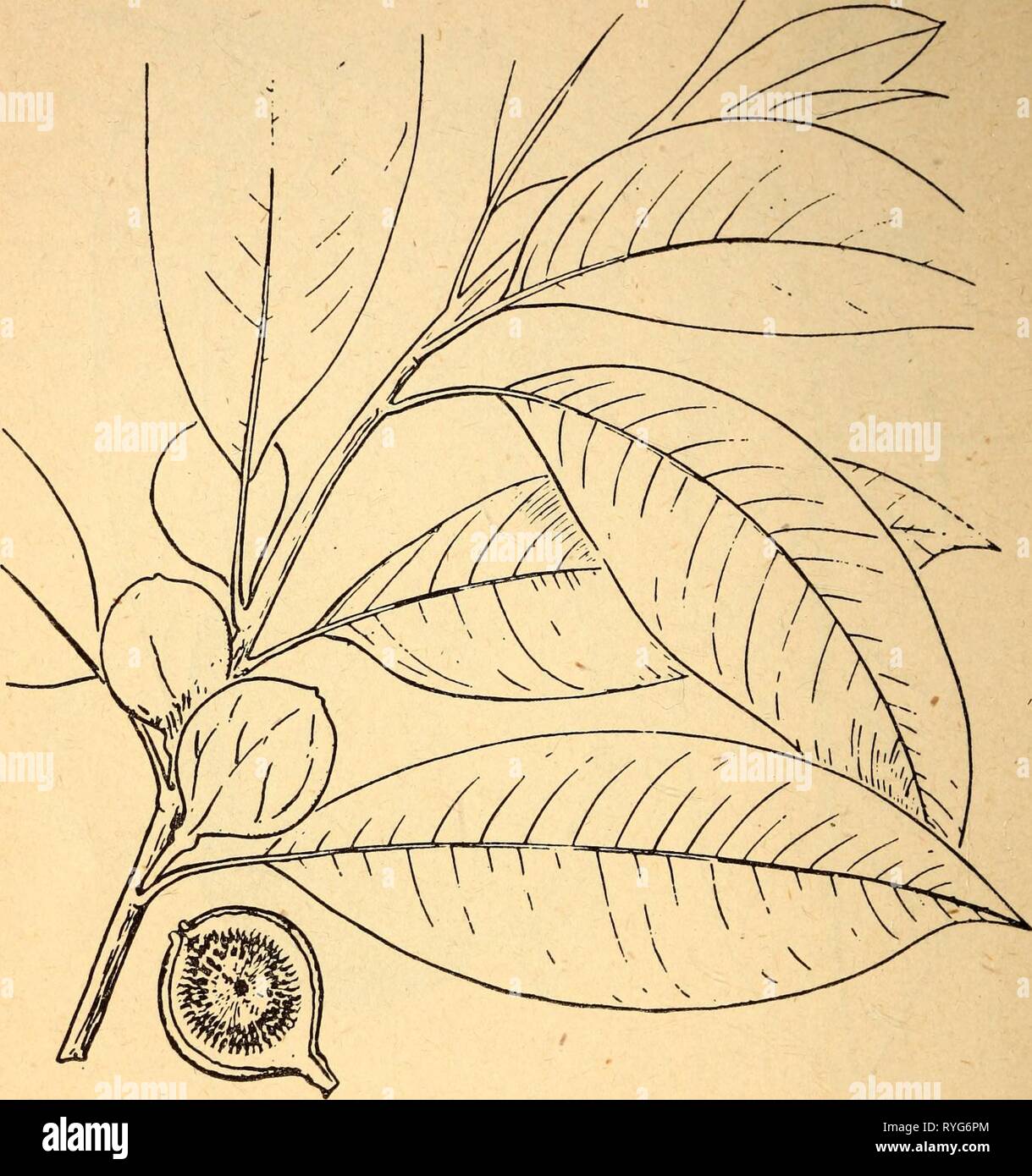 Plantas venenosas y comestibles de la región del Caribe  ediblepoisonousp00dahl Año: 1944 40 31. Wild Fig Ficus todas las variedades  de estas frutas, particularmente el más grande de los higos, se pueden