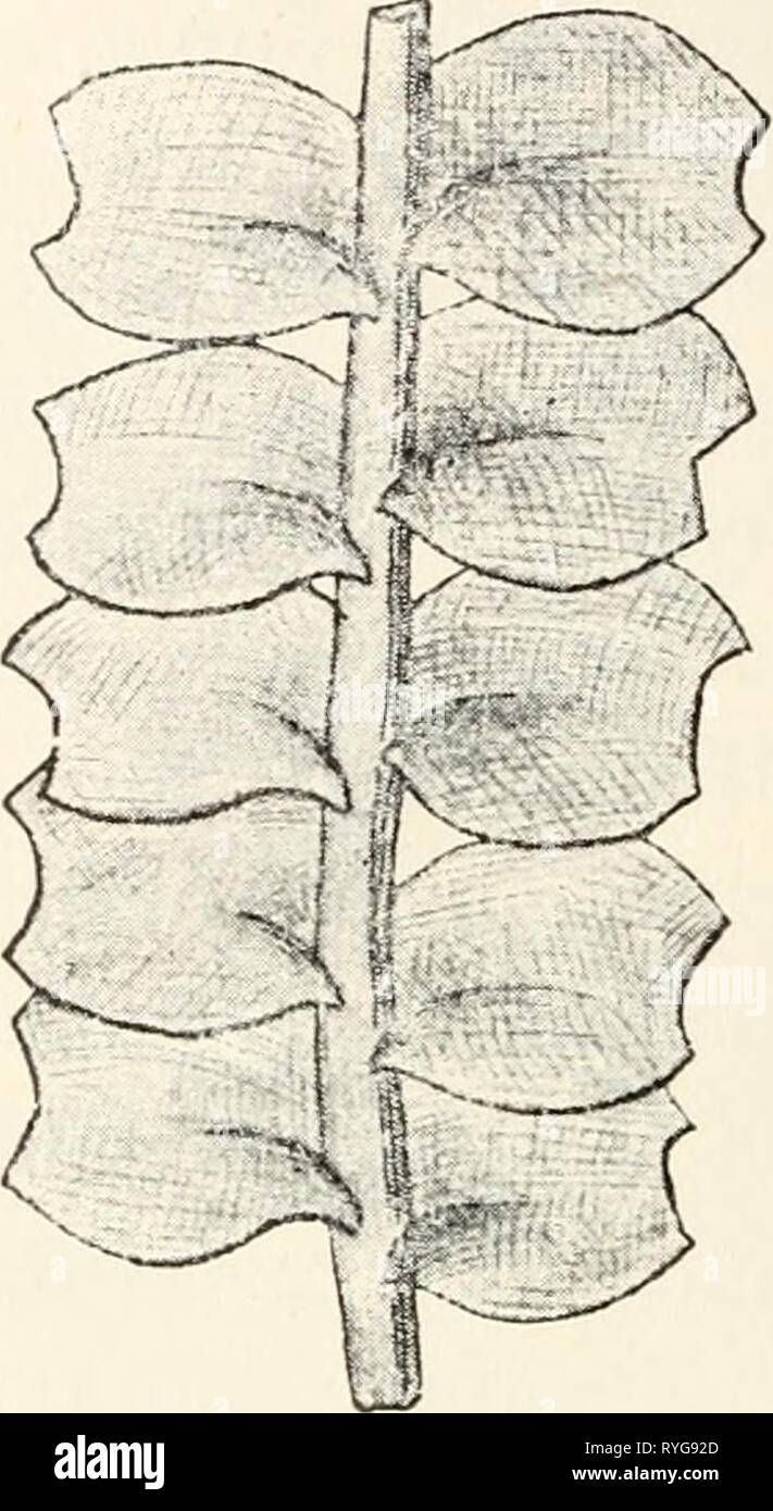 El Dr L Rabenhorst S Kryptogamen Flora Von Deutschland Oesterreich Und Der Schweiz Drlrabenhorstskr0601rabe Ano 1906 A B Fig 33 A Oberschlachtige Blattdeckung Bei Calypogeia Fissa B Unterschlachtige Blattdeckung Bei L O P H S I Z A A