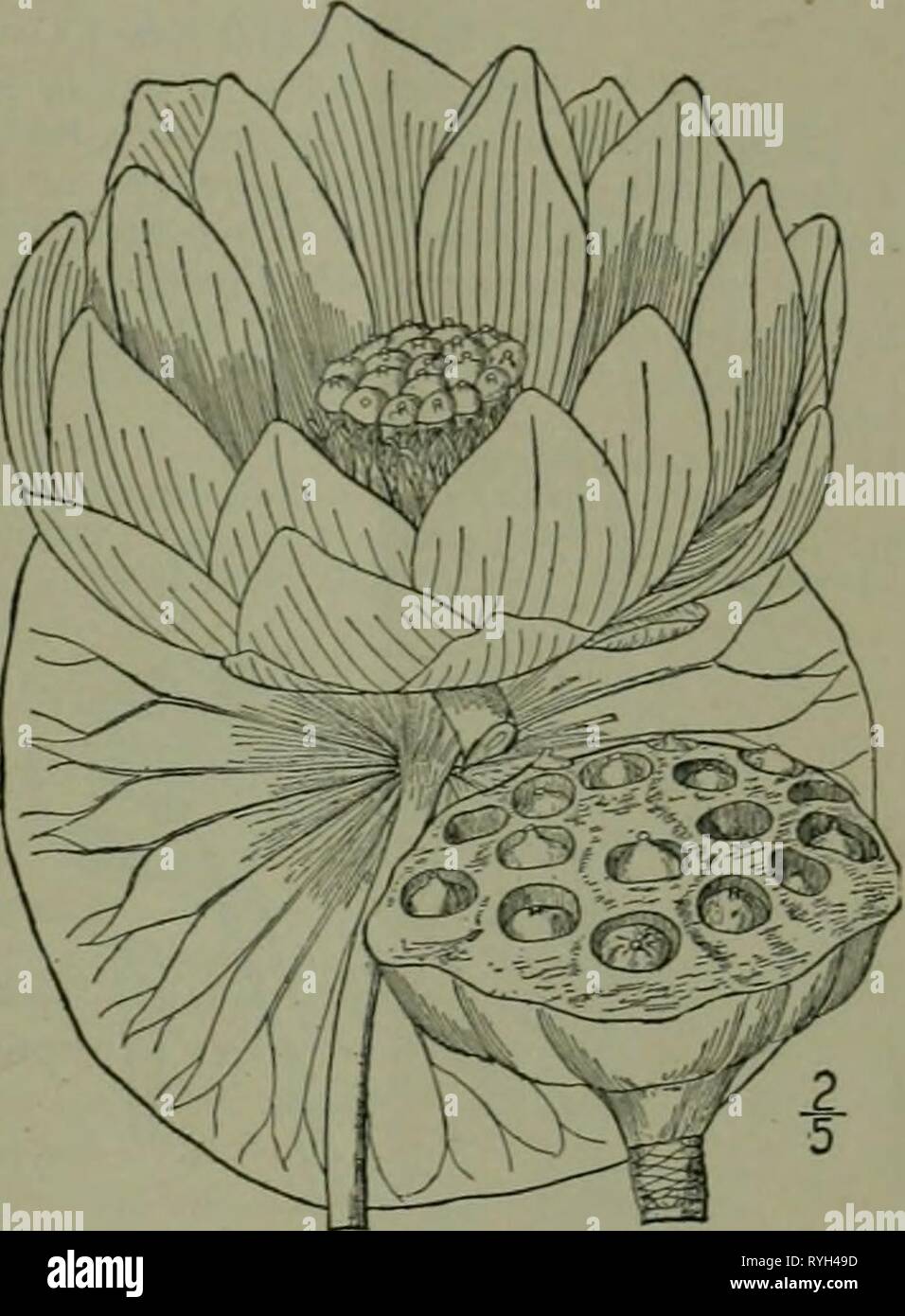 Un ilustrado de la flora del norte de Estados Unidos, Canadá y las posesiones británicas : desde Terranova hasta el paralelo de la frontera sur de Virginia y desde el océano Atlántico hacia el oeste hasta el meridiano 102ed2illustratedflo02brit Año: 1913 Foto de stock
