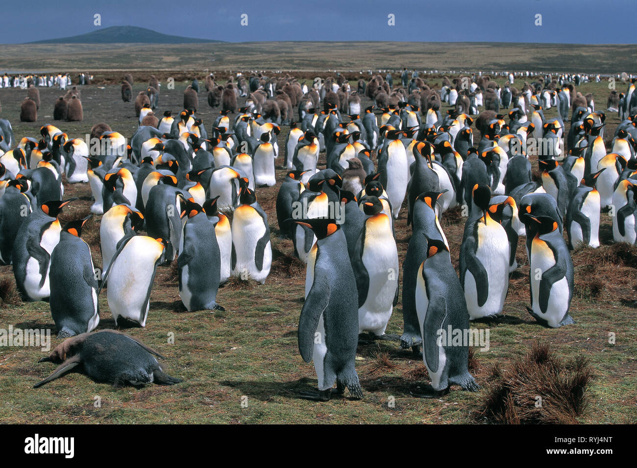 Pingüinos rey (Aptenodytes patagonicus), colonia en una zona de anidamiento, Punto de voluntariado, Islas Malvinas, Atlántico Sur Foto de stock