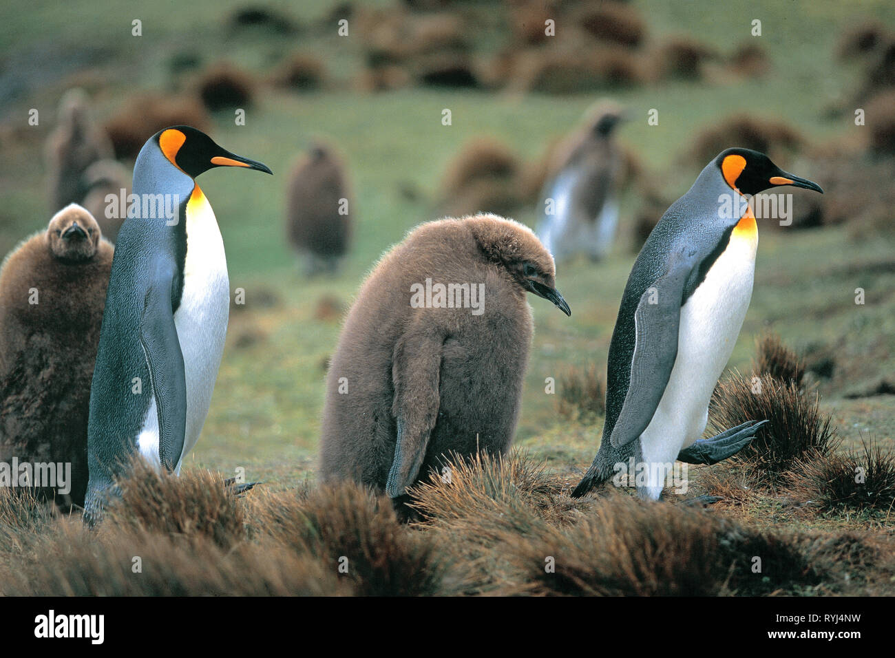 Pingüinos rey (Aptenodytes patagonicus), jóvenes y adultos, Punto de voluntariado, Islas Malvinas, Atlántico Sur Foto de stock