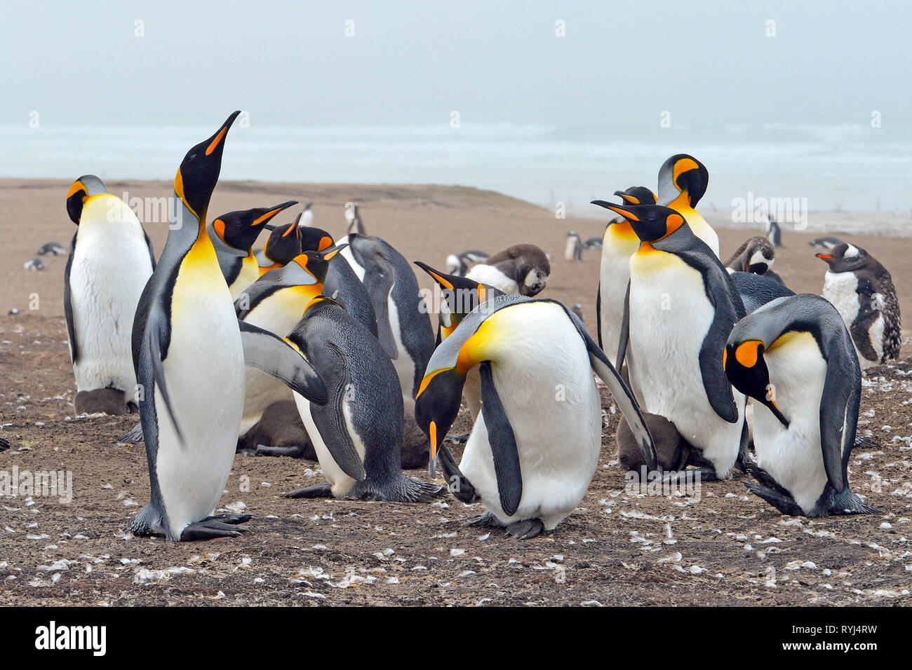Pingüinos rey (Aptenodytes patagonicus), grupo en Isla Georgia del Sur, Antártica Foto de stock