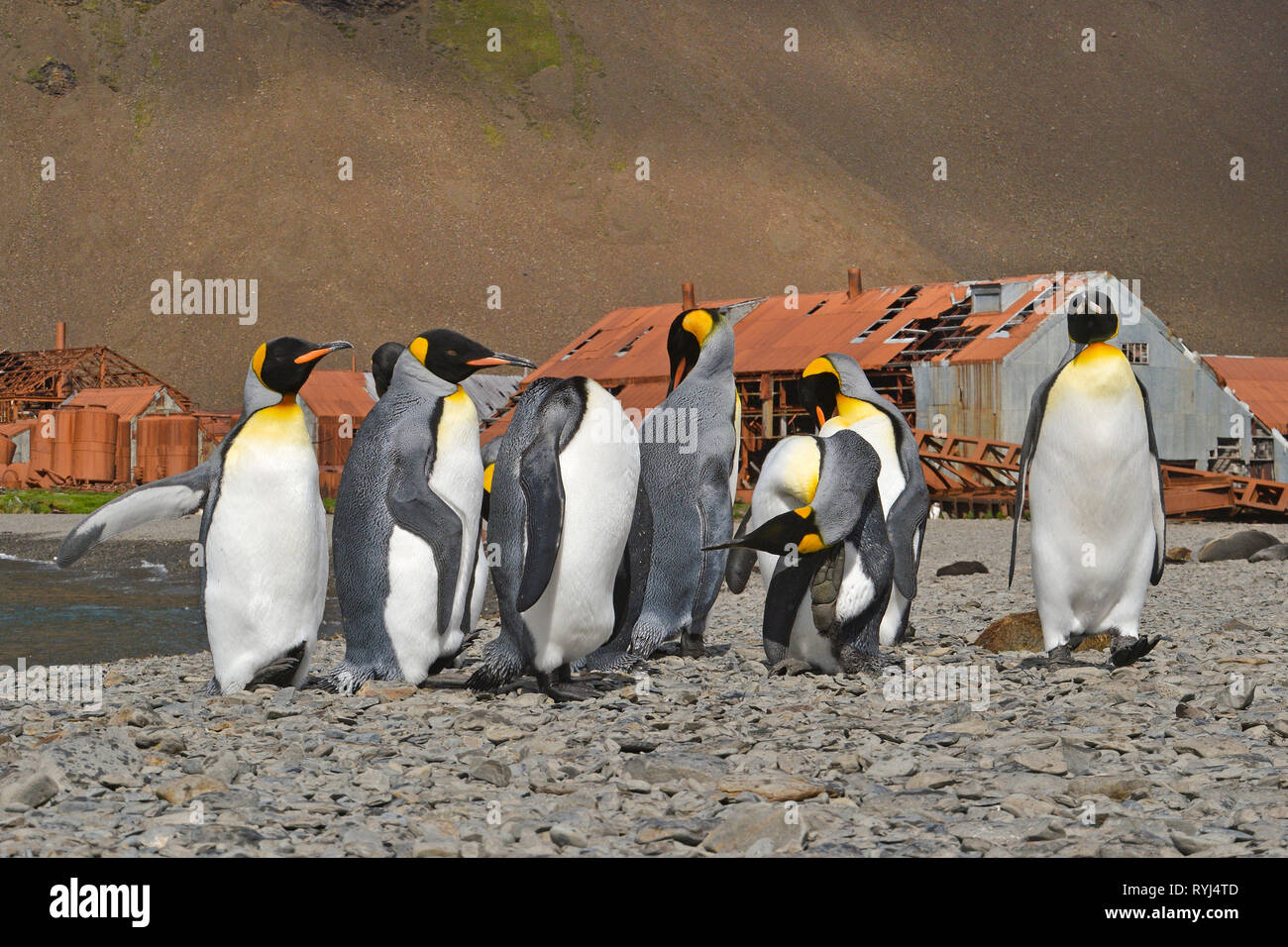 Pingüinos rey (Aptenodytes patagonicus), grupo de restos de la abandonada estación ballenera noruega en el puerto de la Bahía de Stromness Stromness, Foto de stock